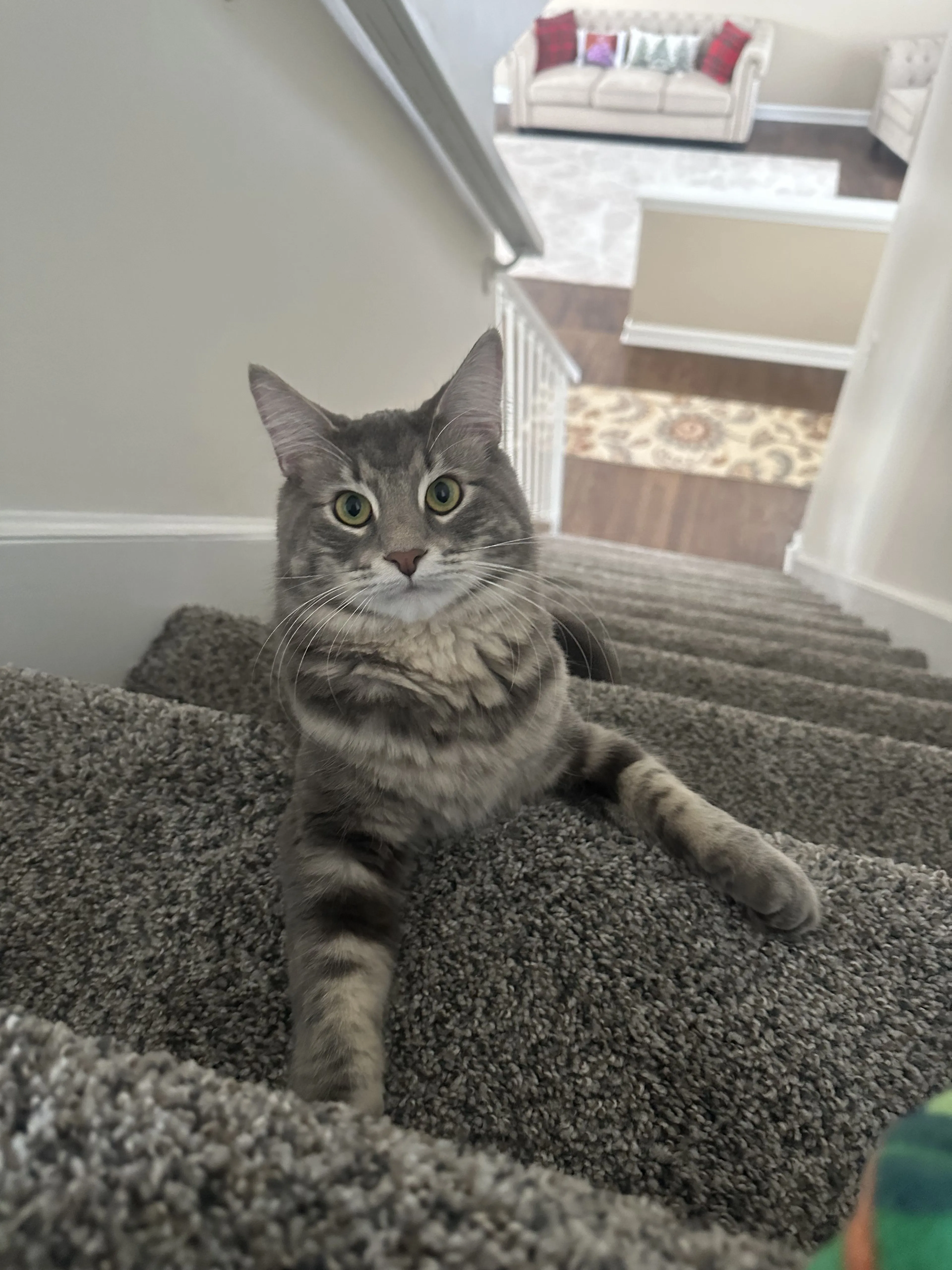 Lost pet