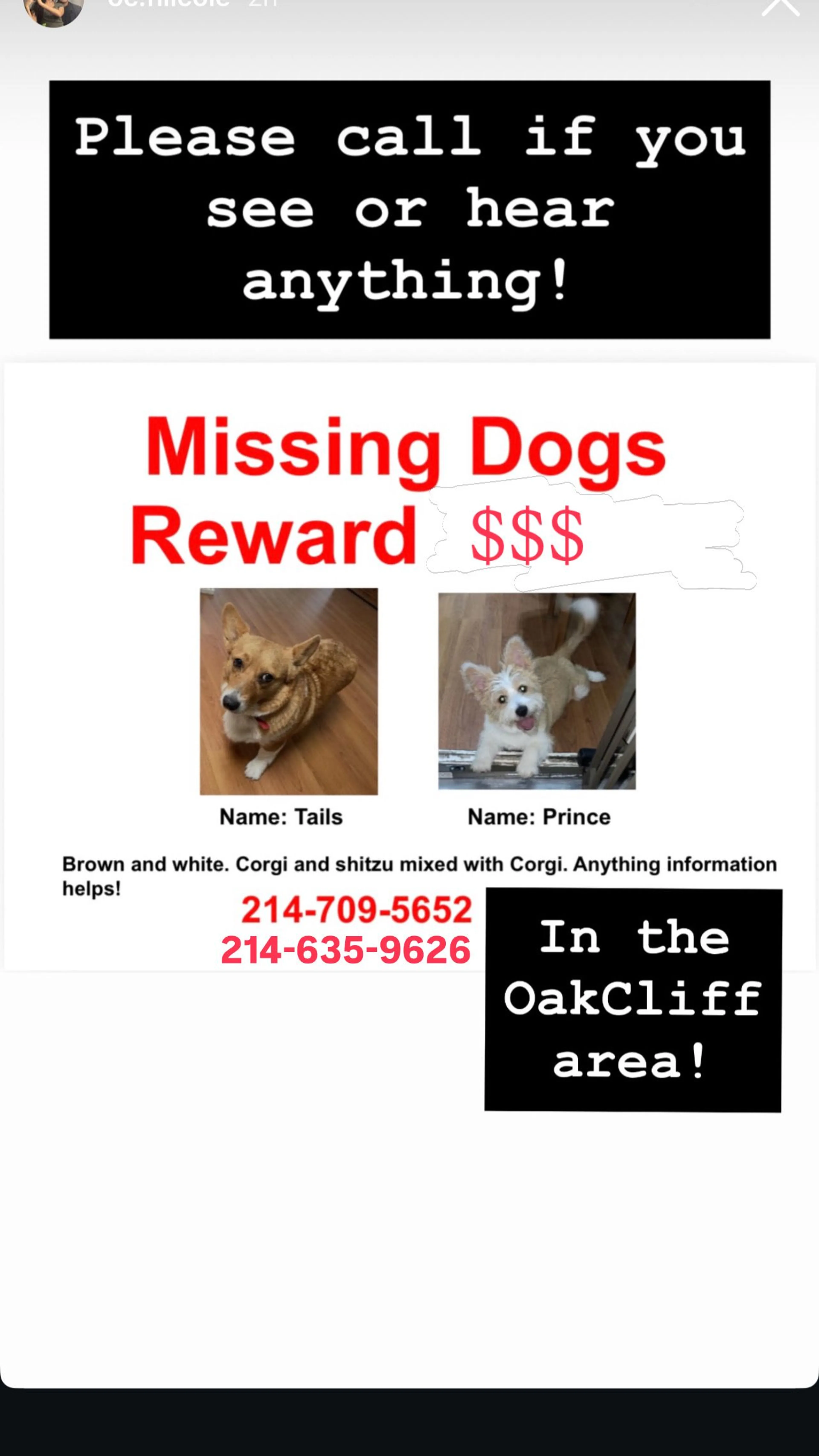 Lost pet
