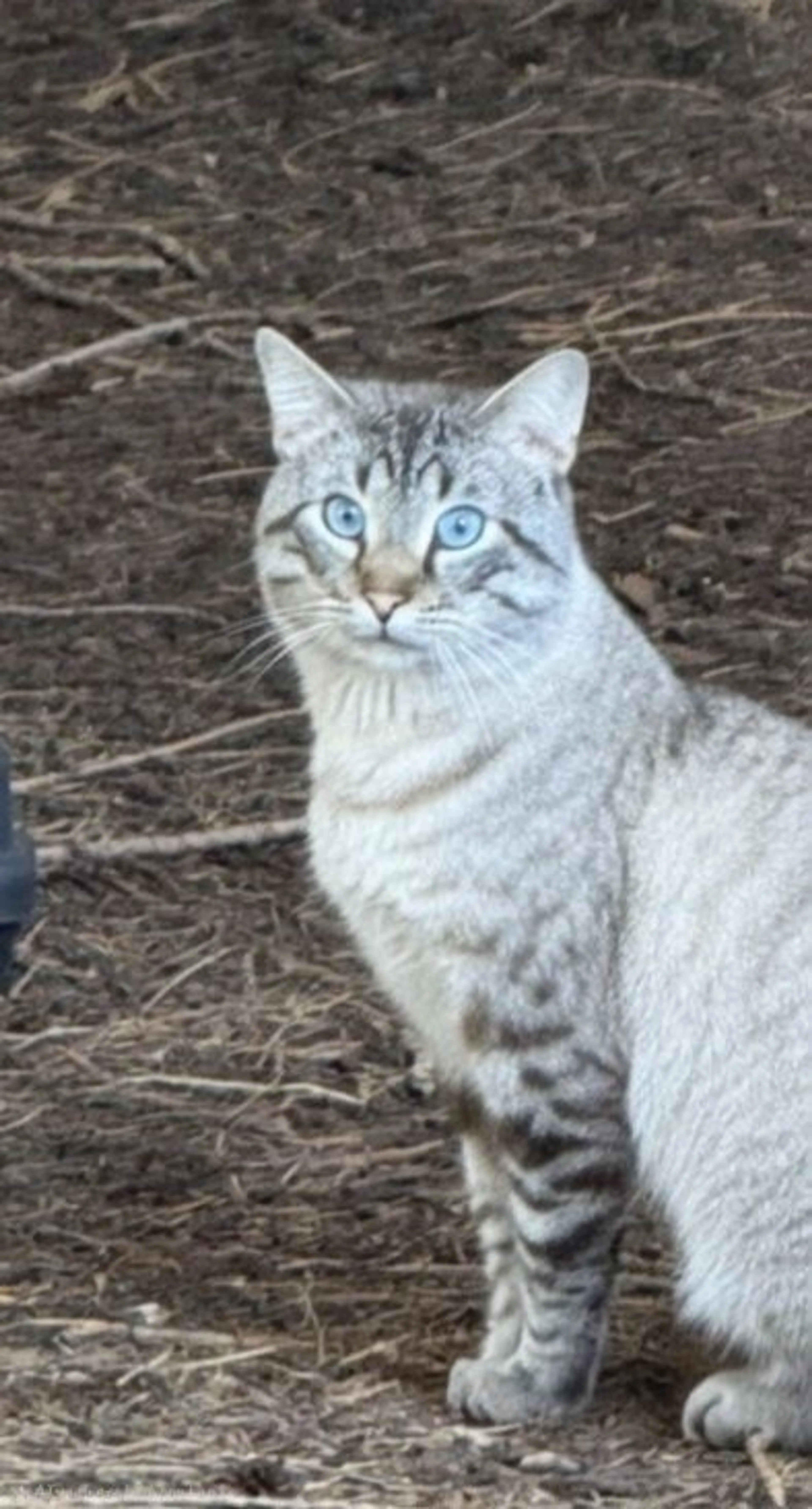 Lost pet