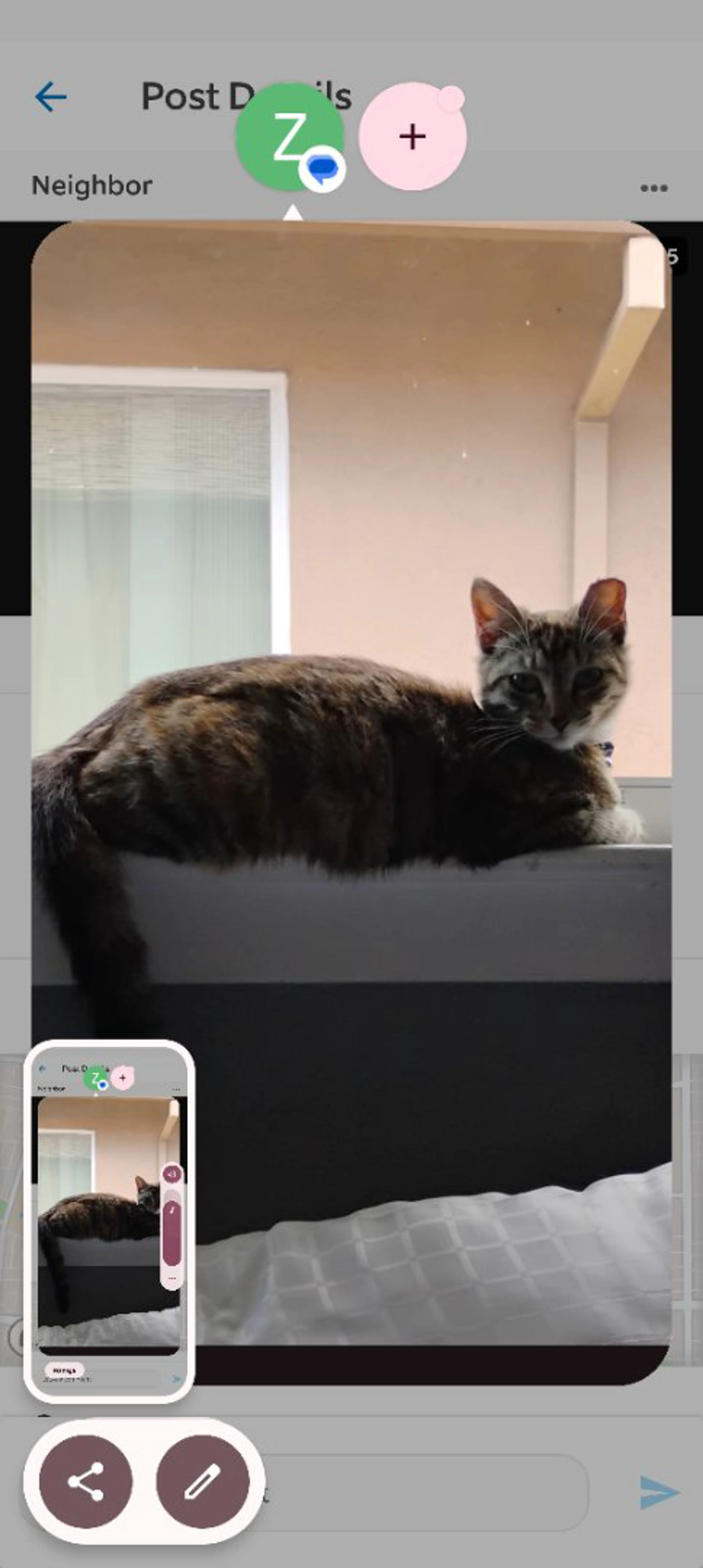 Lost pet