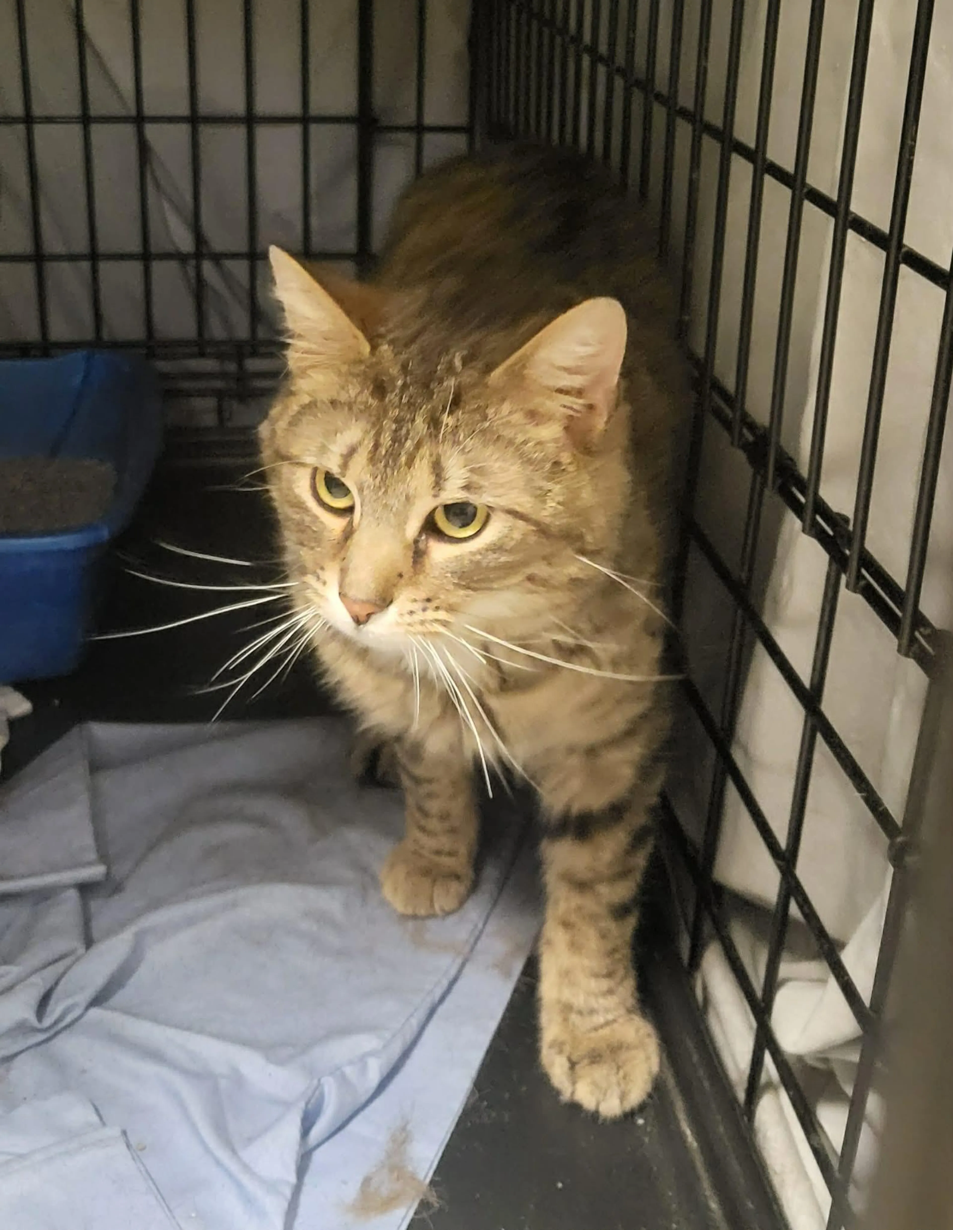 Found pet-1