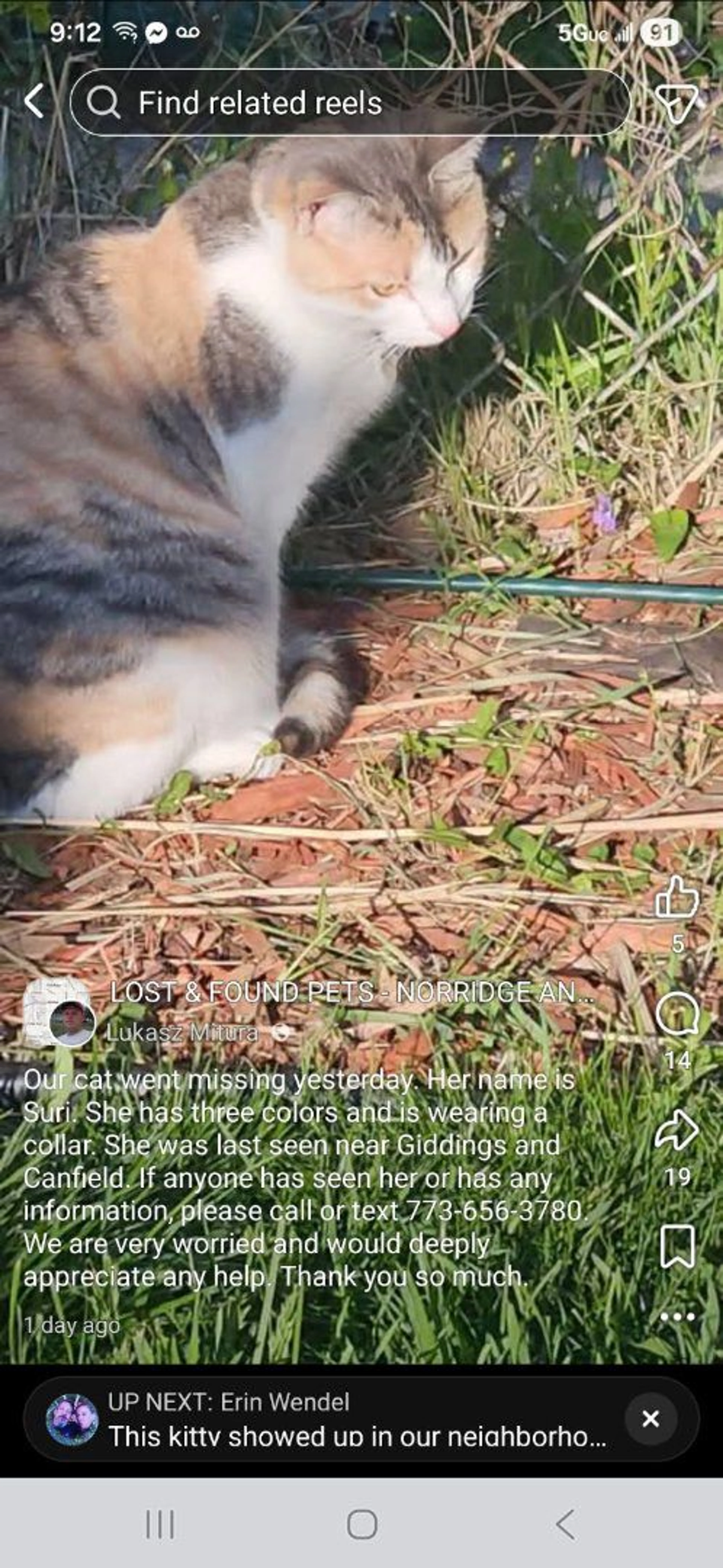Lost pet