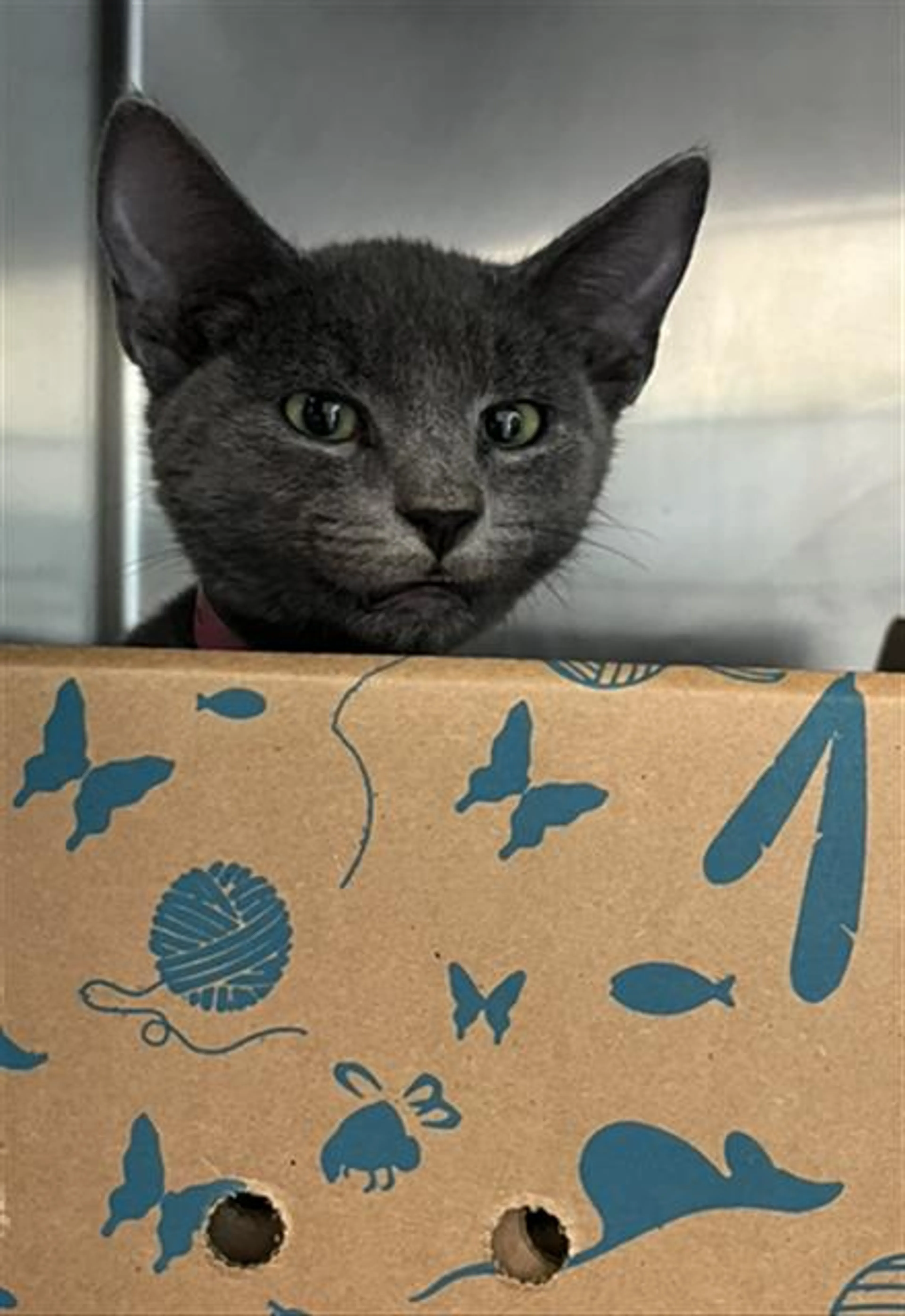 Found pet