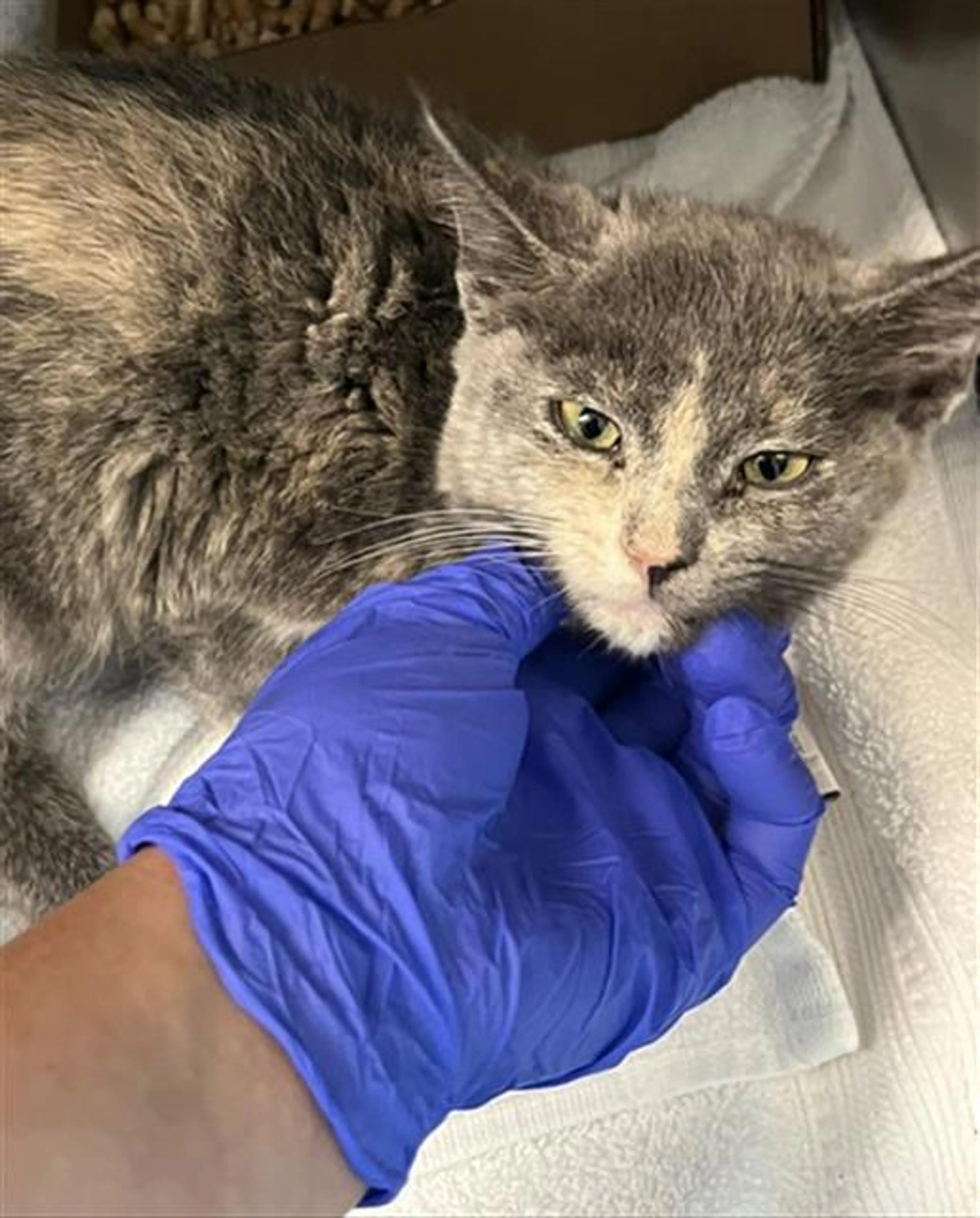 Found pet