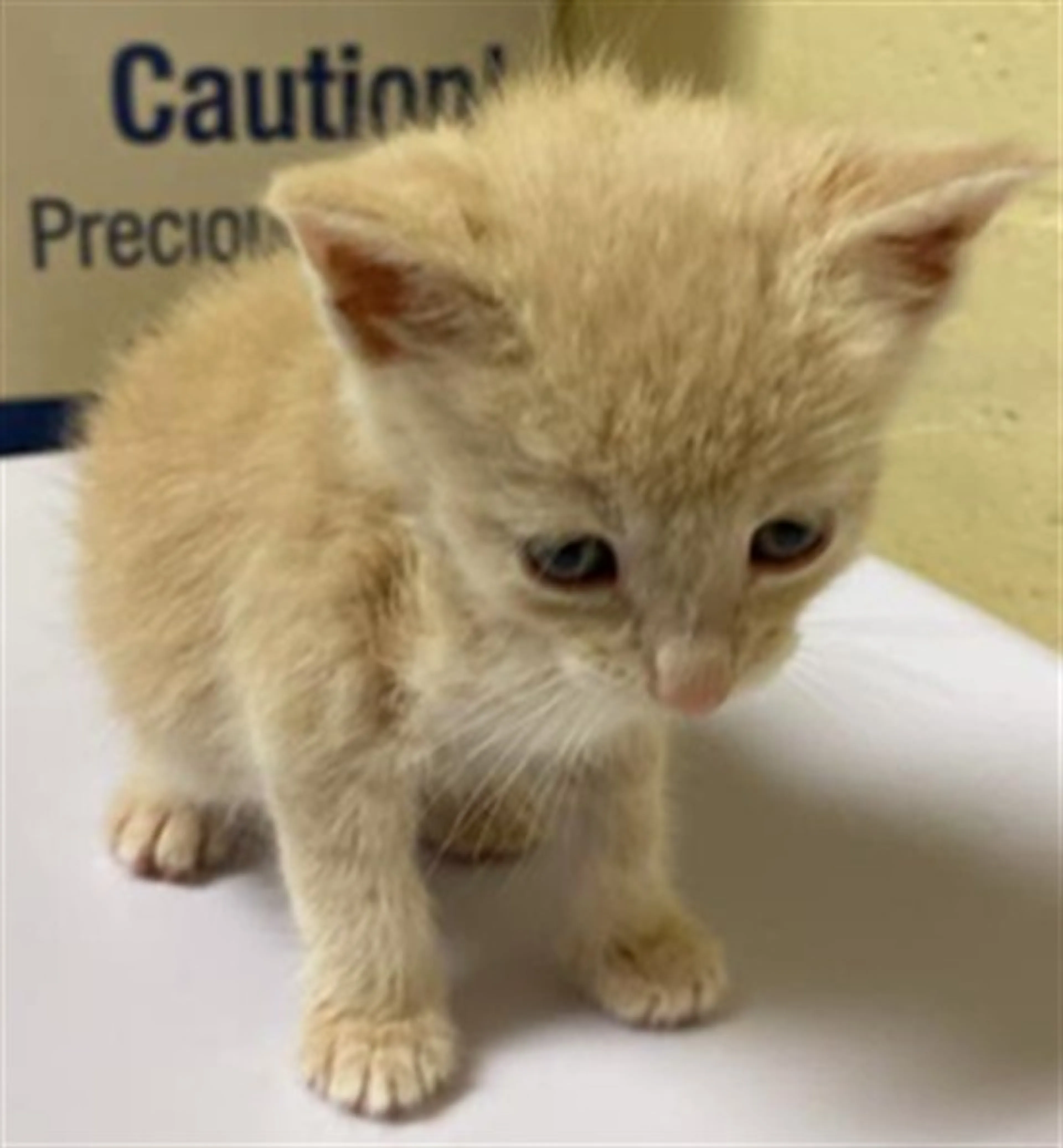Found pet