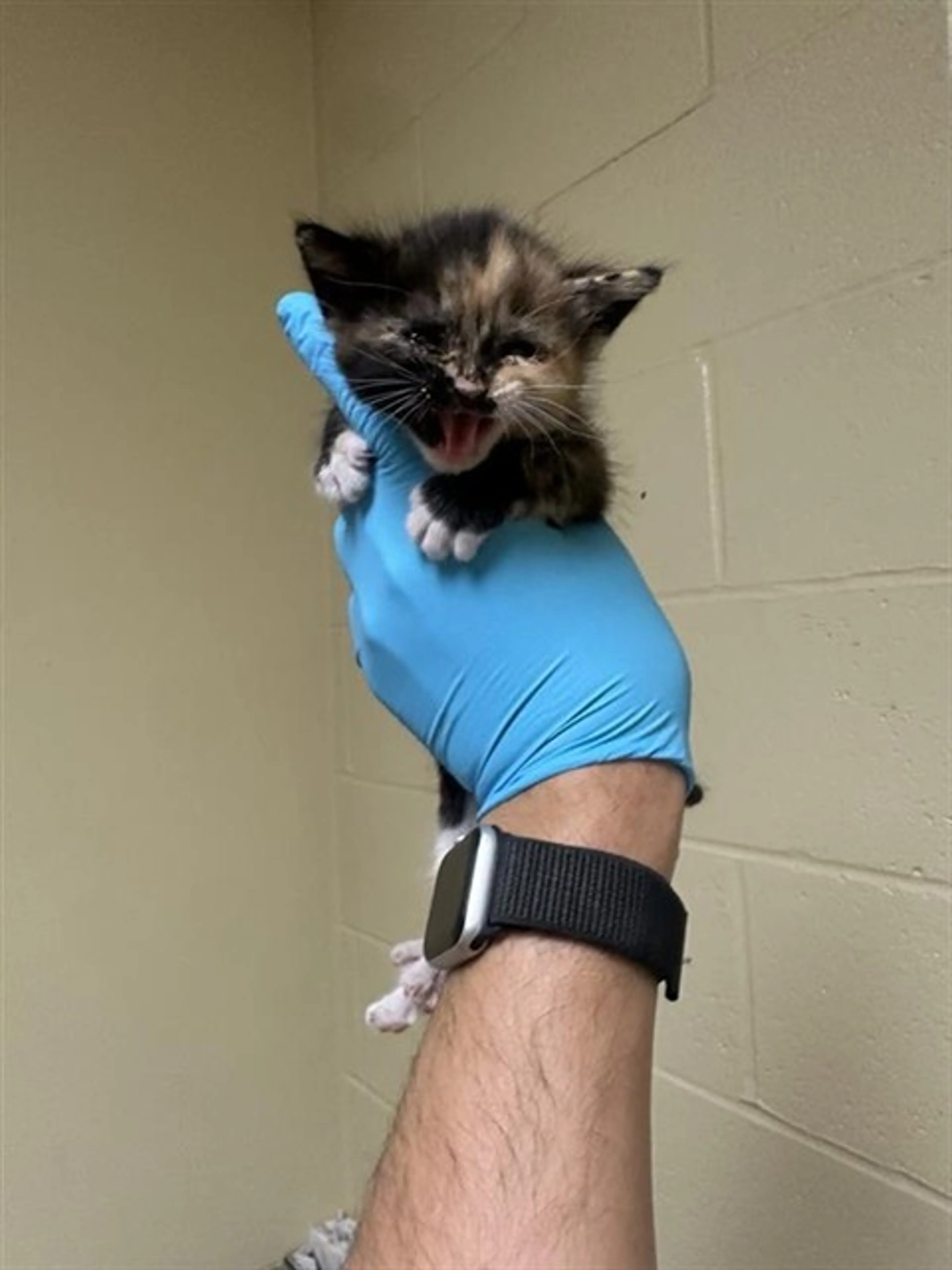 Found pet