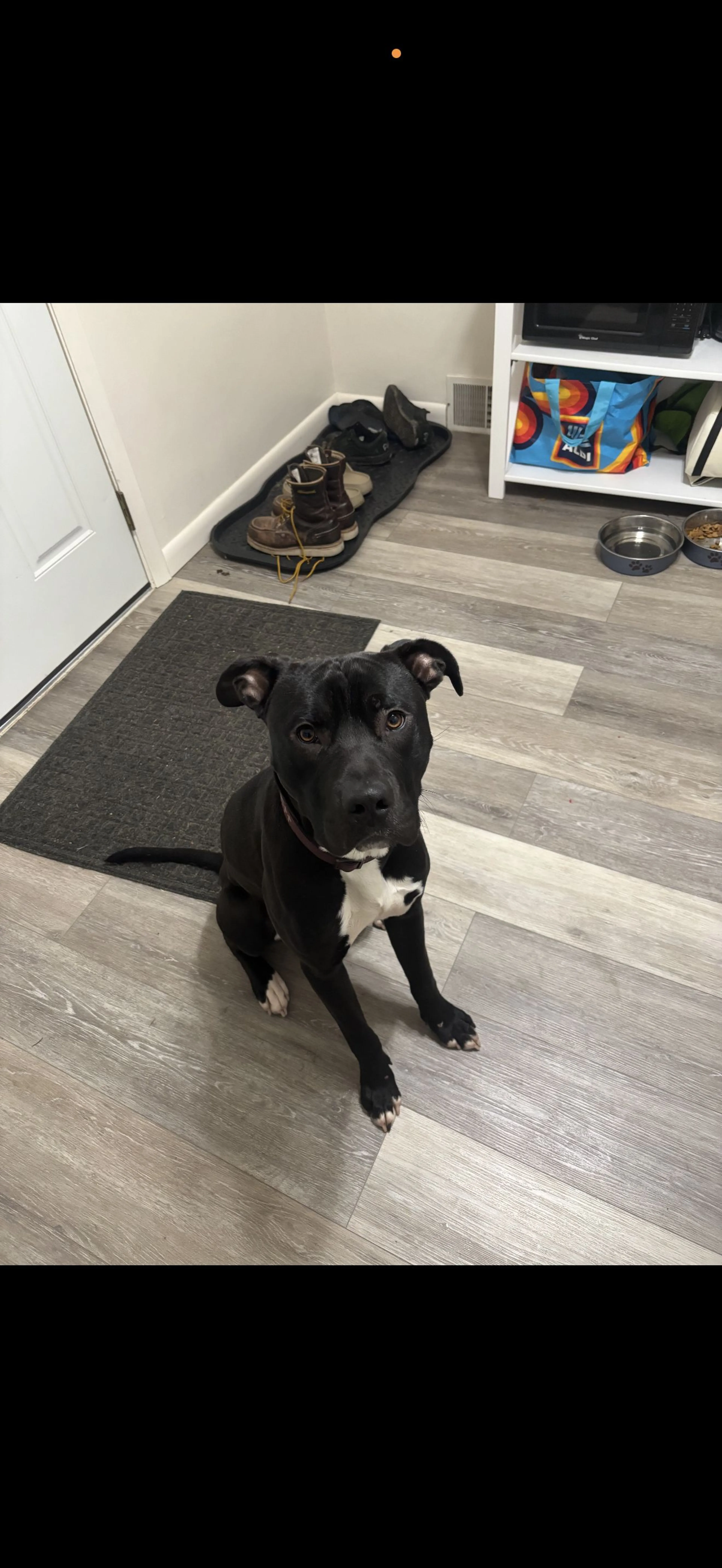 Lost pet