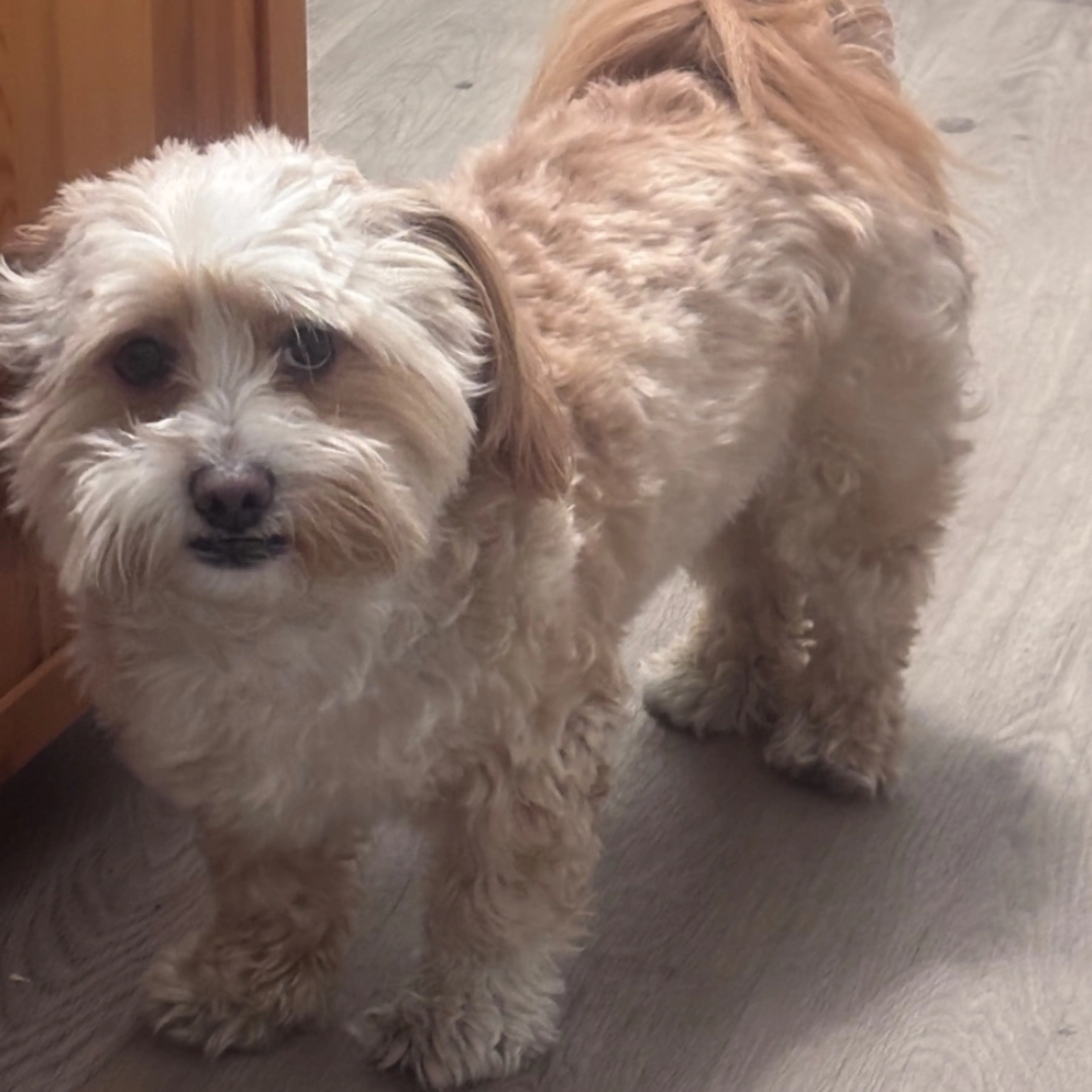 Lost pet