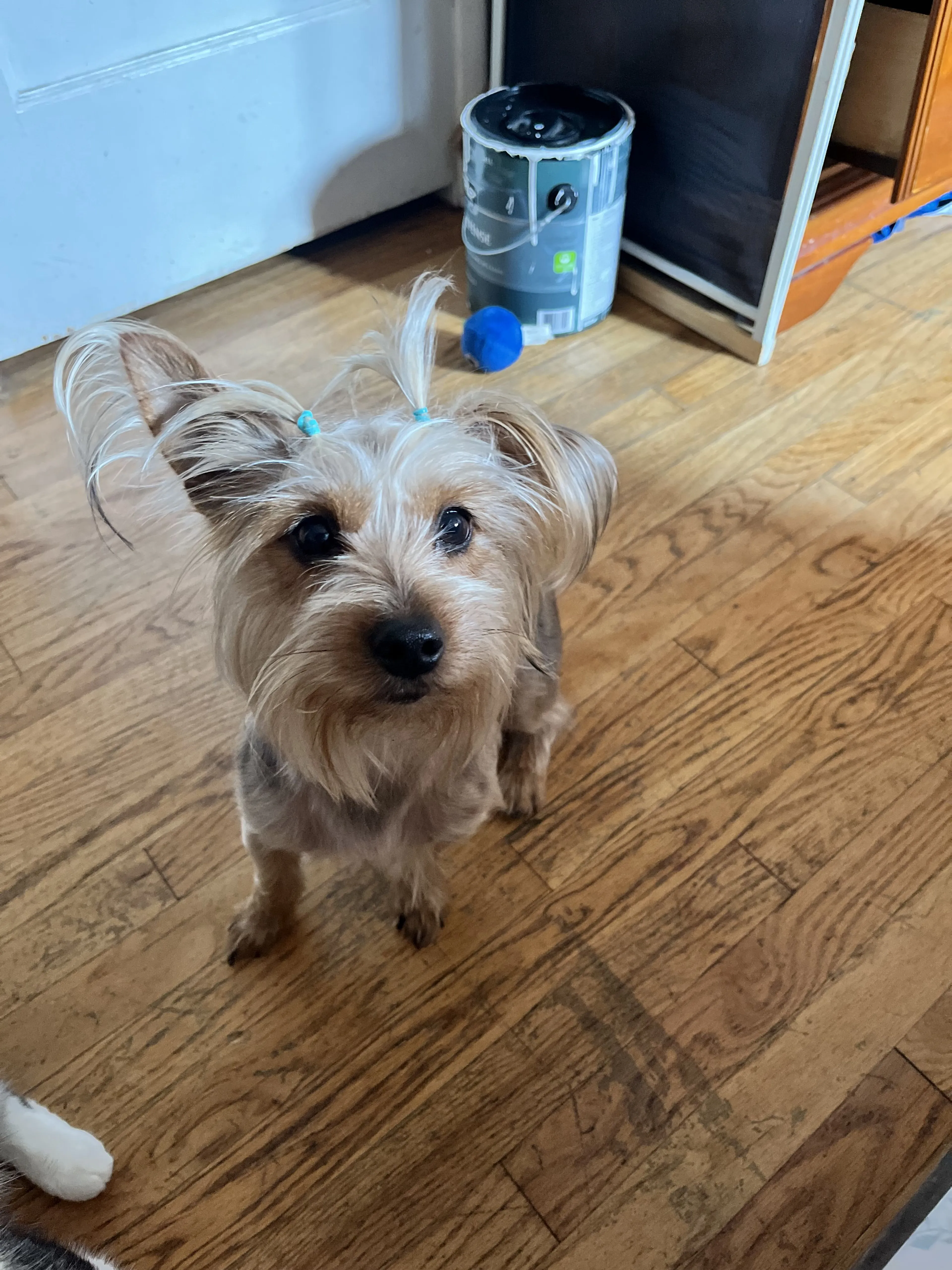 Lost pet-0
