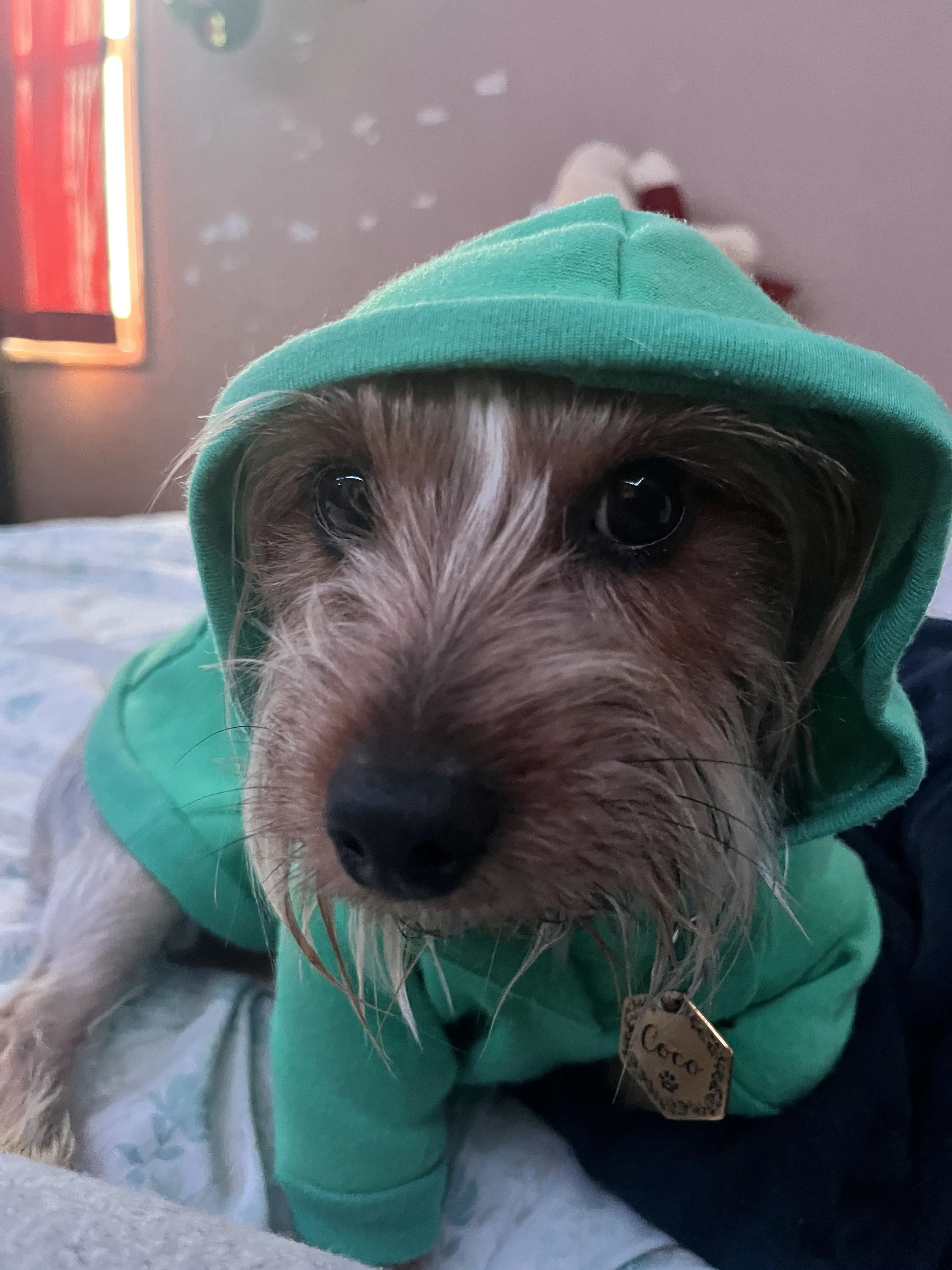 Lost pet-2