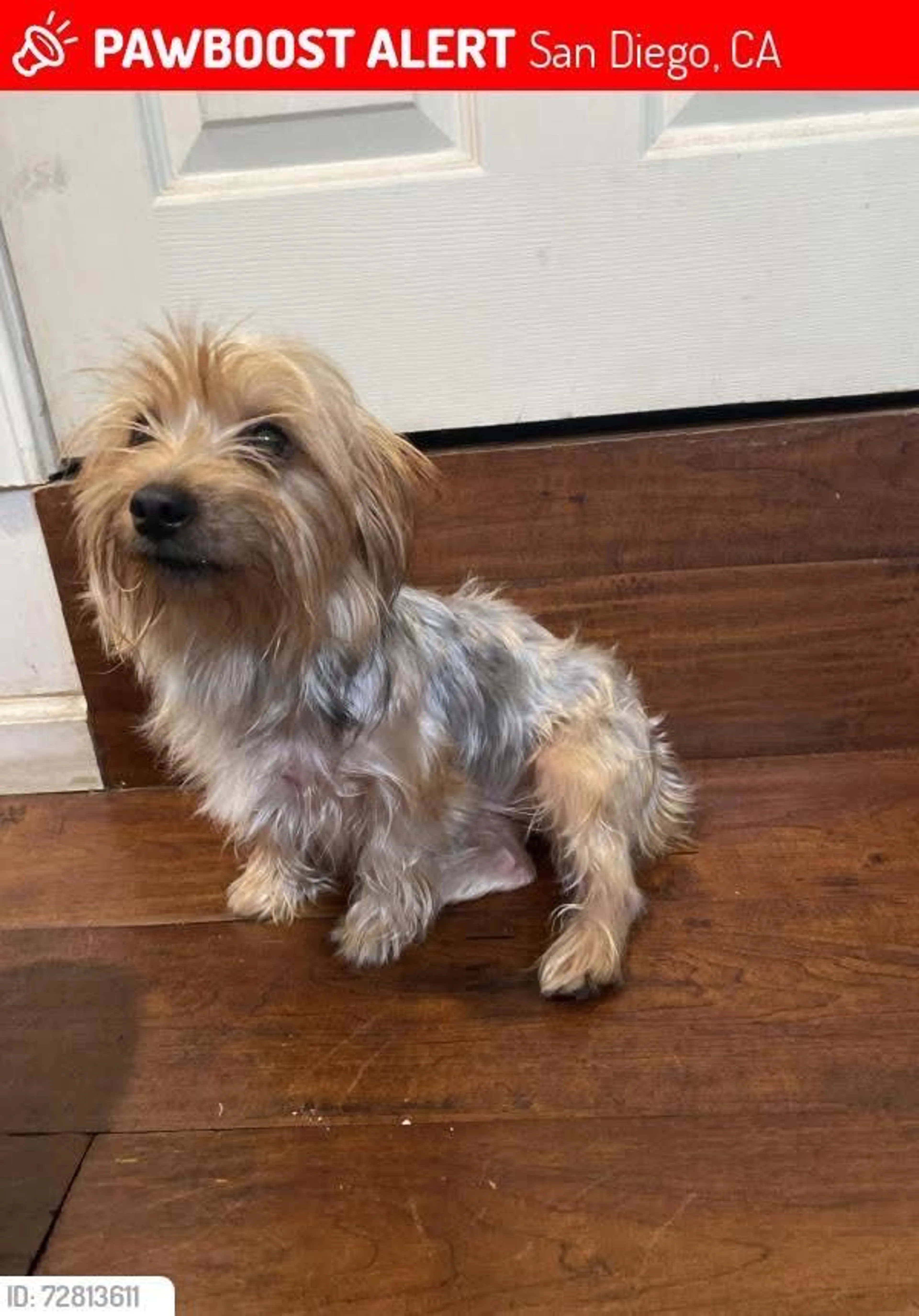 Lost pet-3