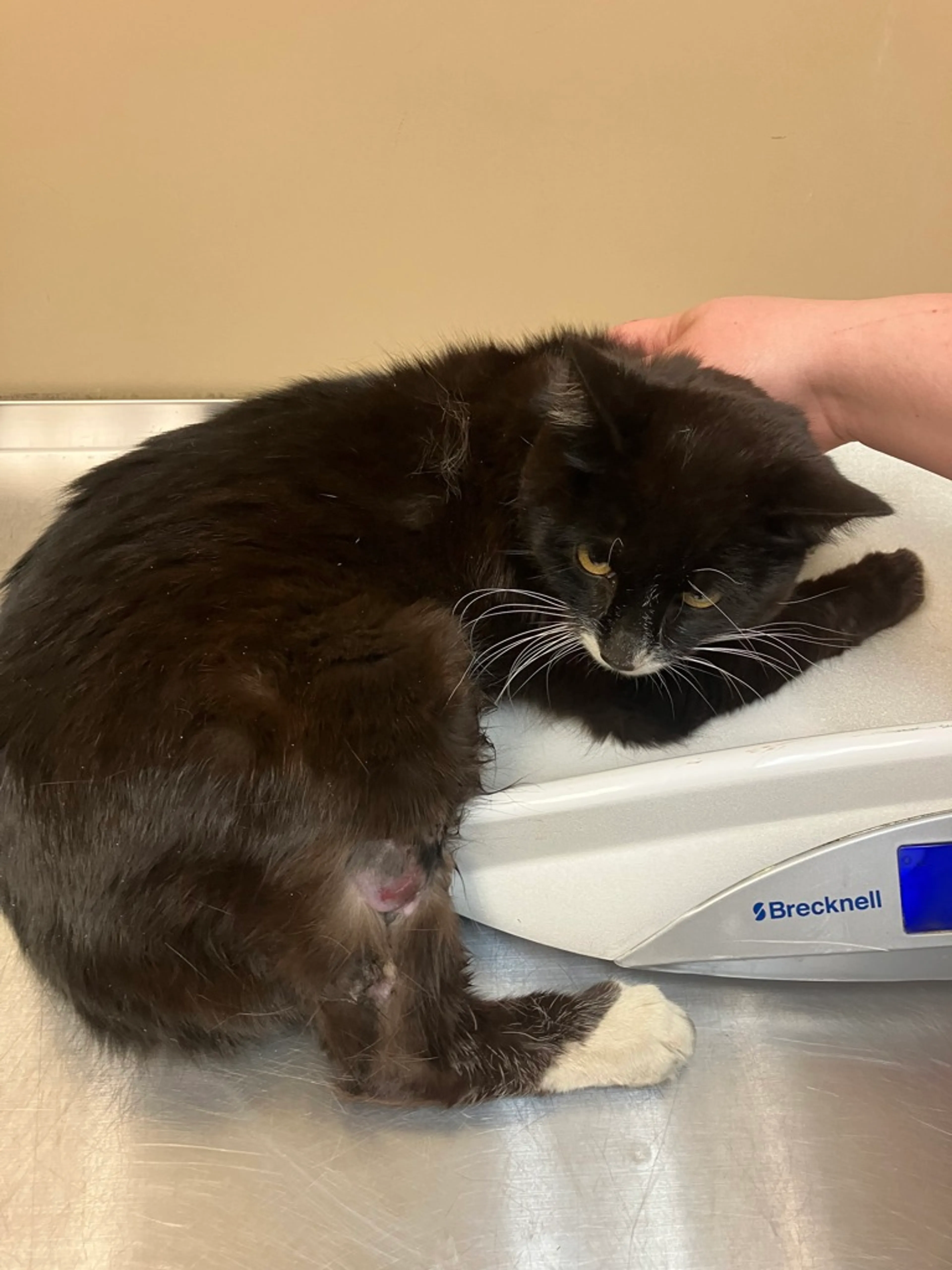 Found pet