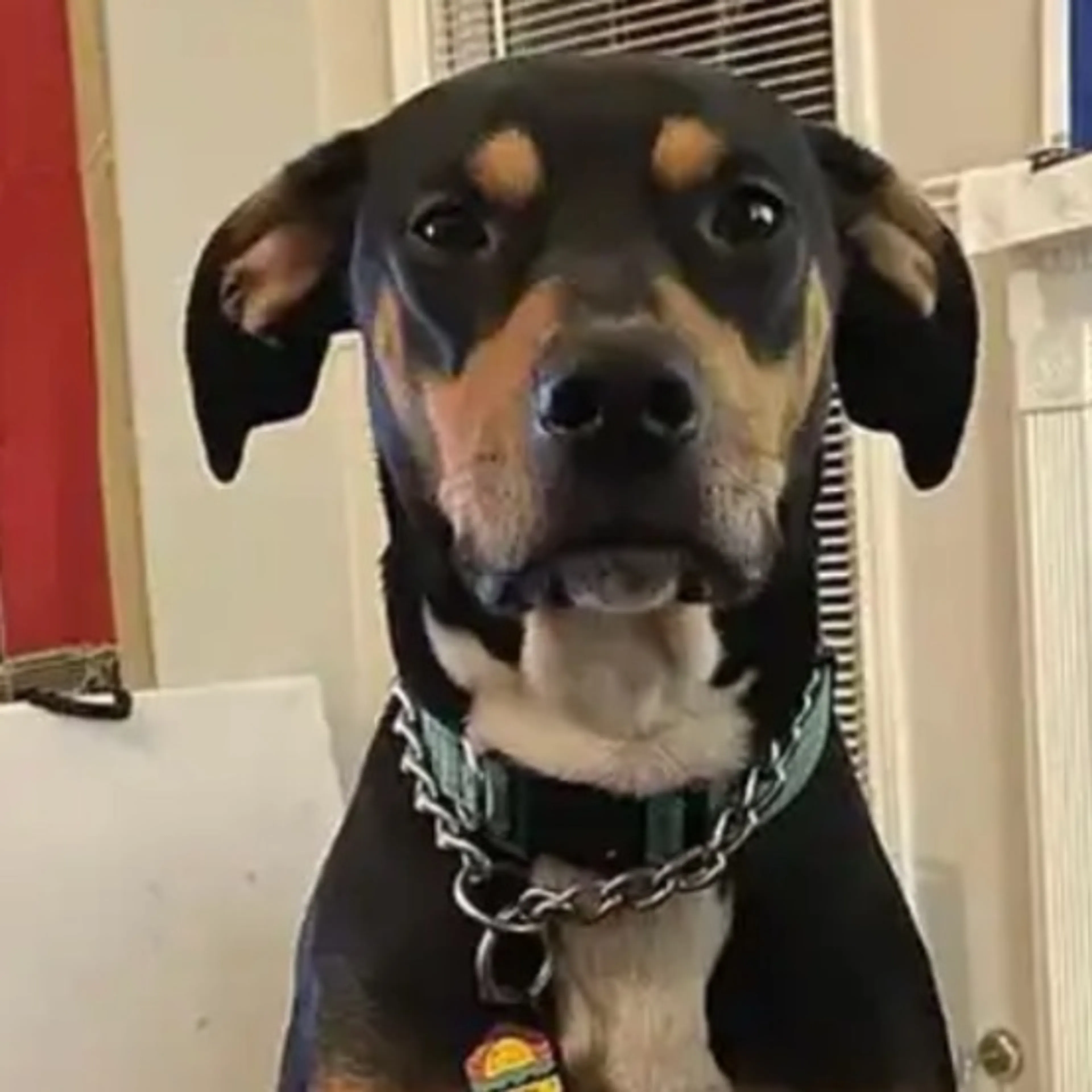 Lost pet-0