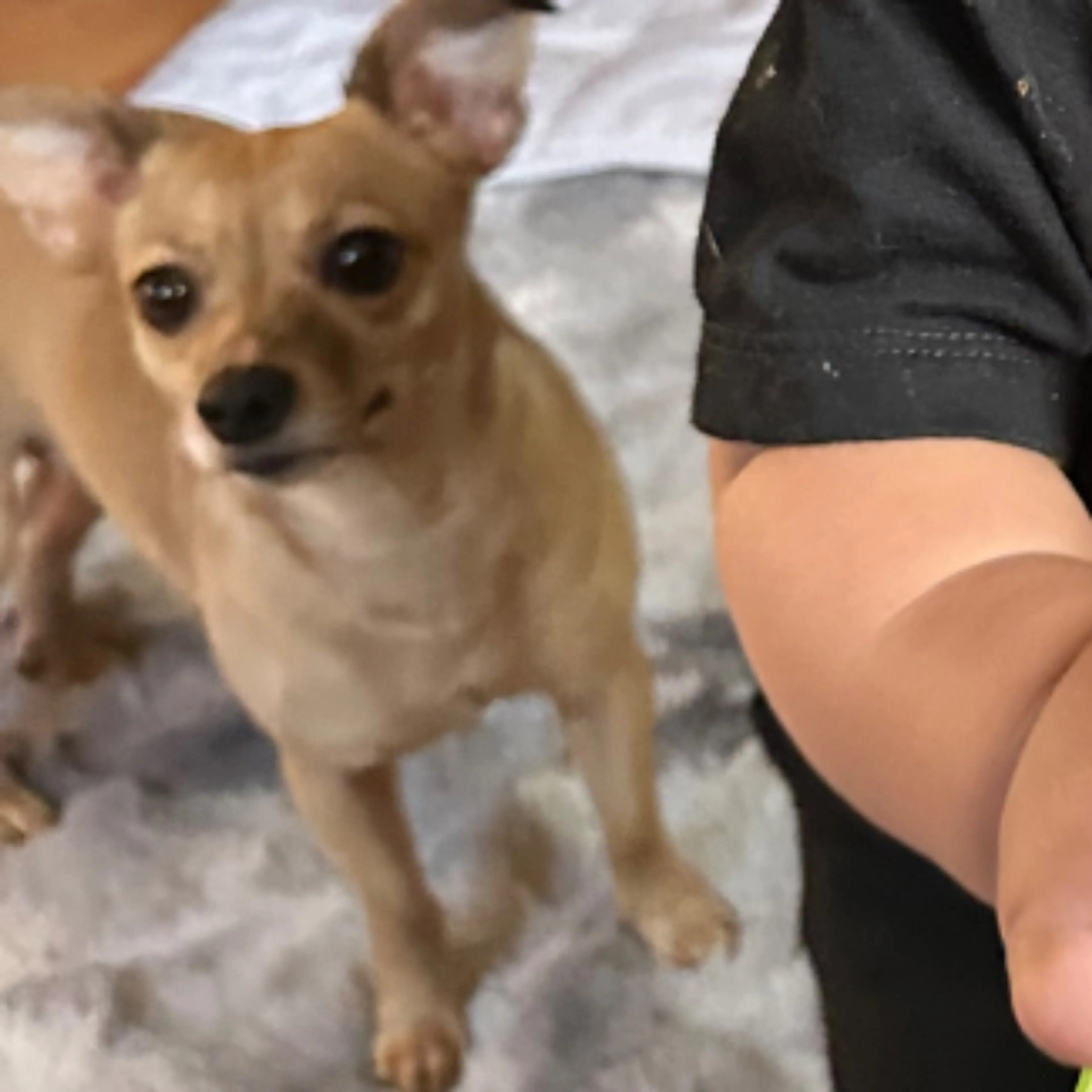 Lost pet