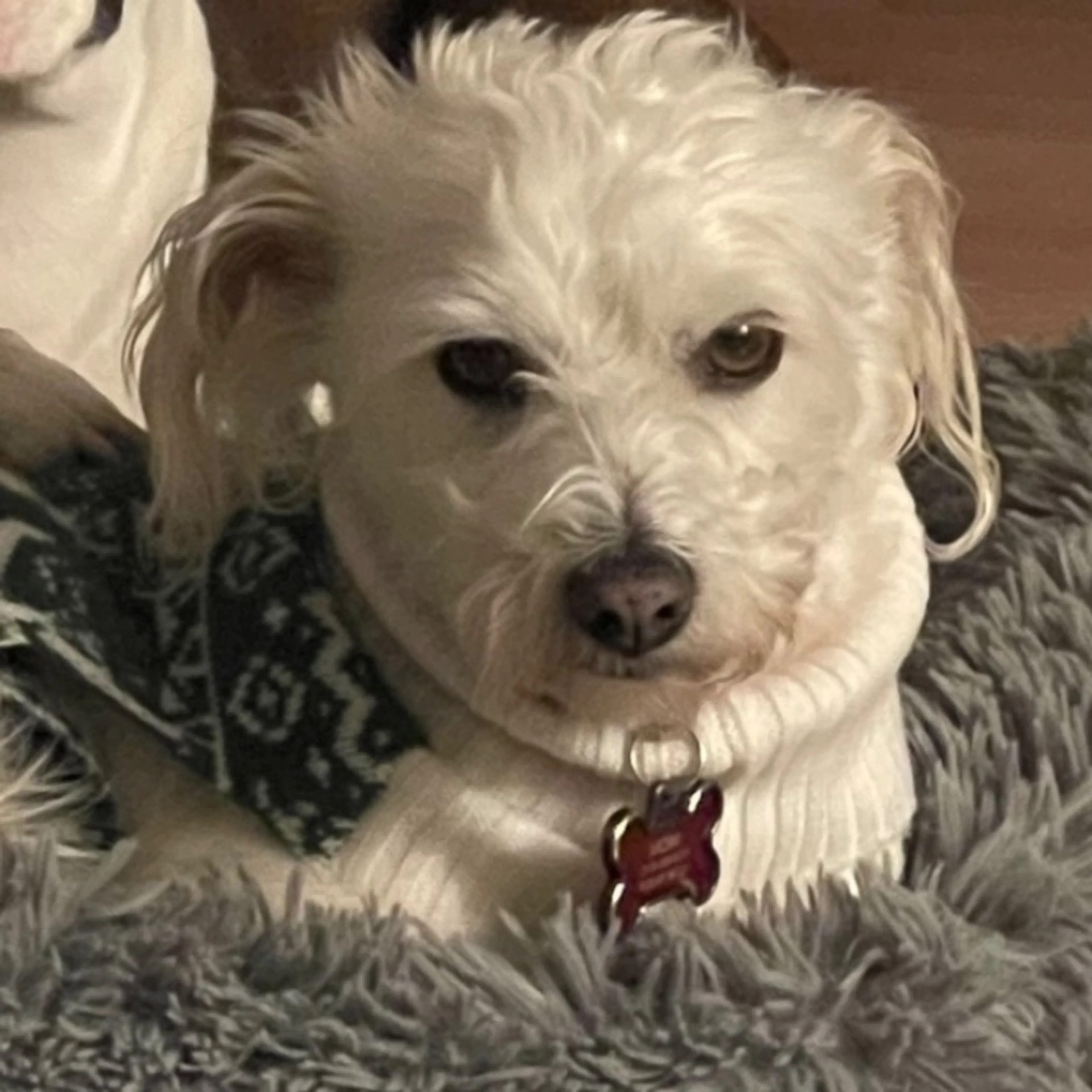 Lost pet