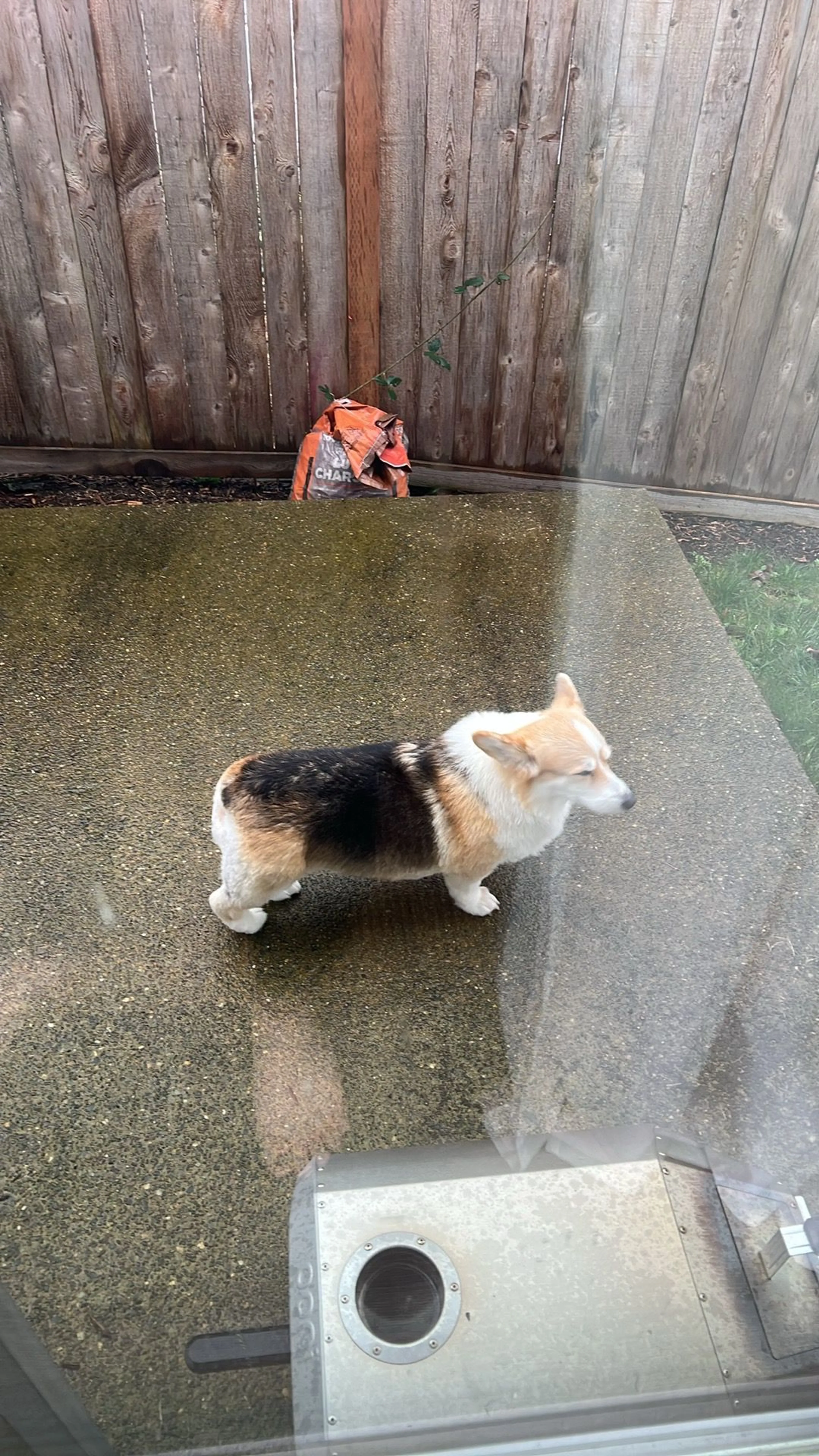 Lost pet