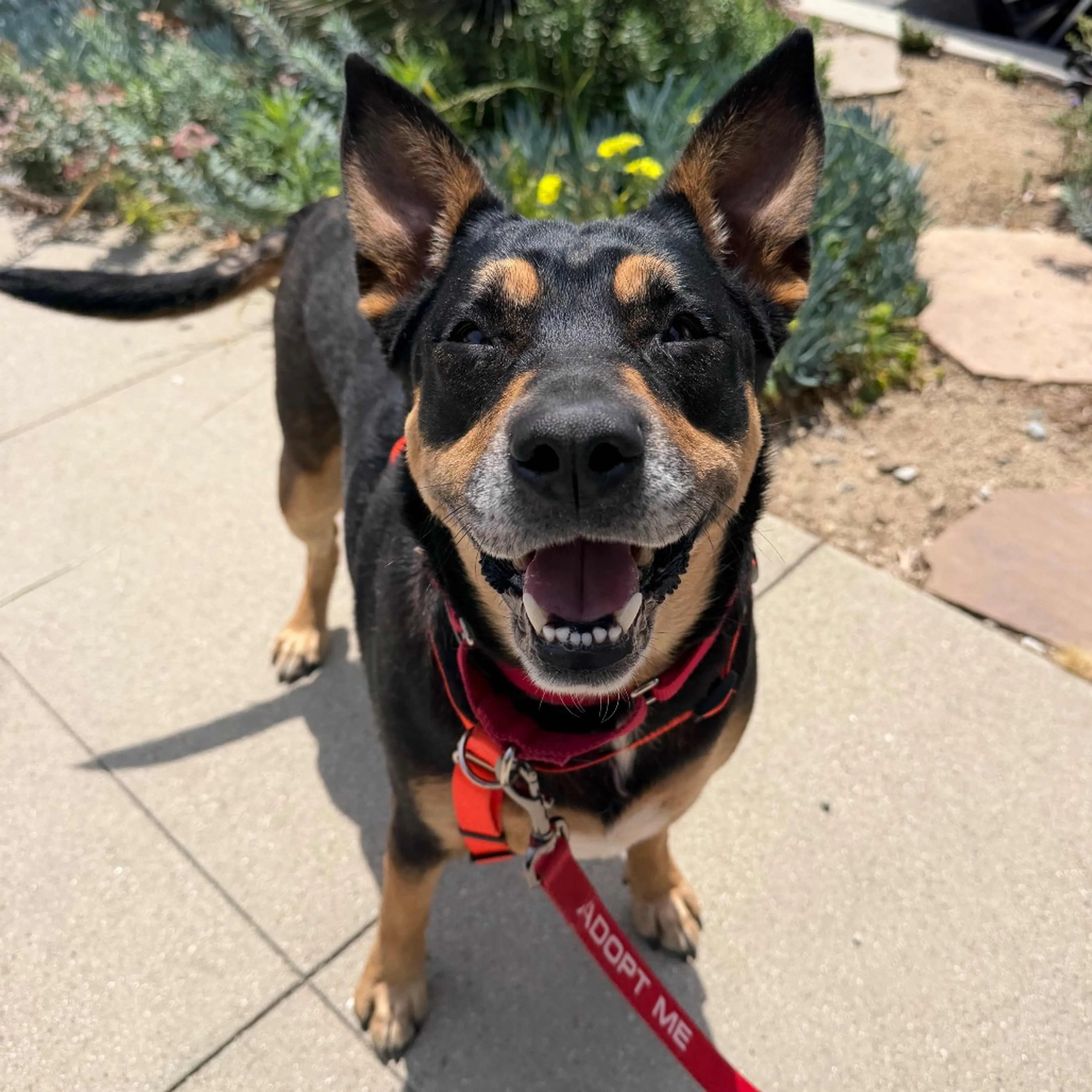 Found pet-2