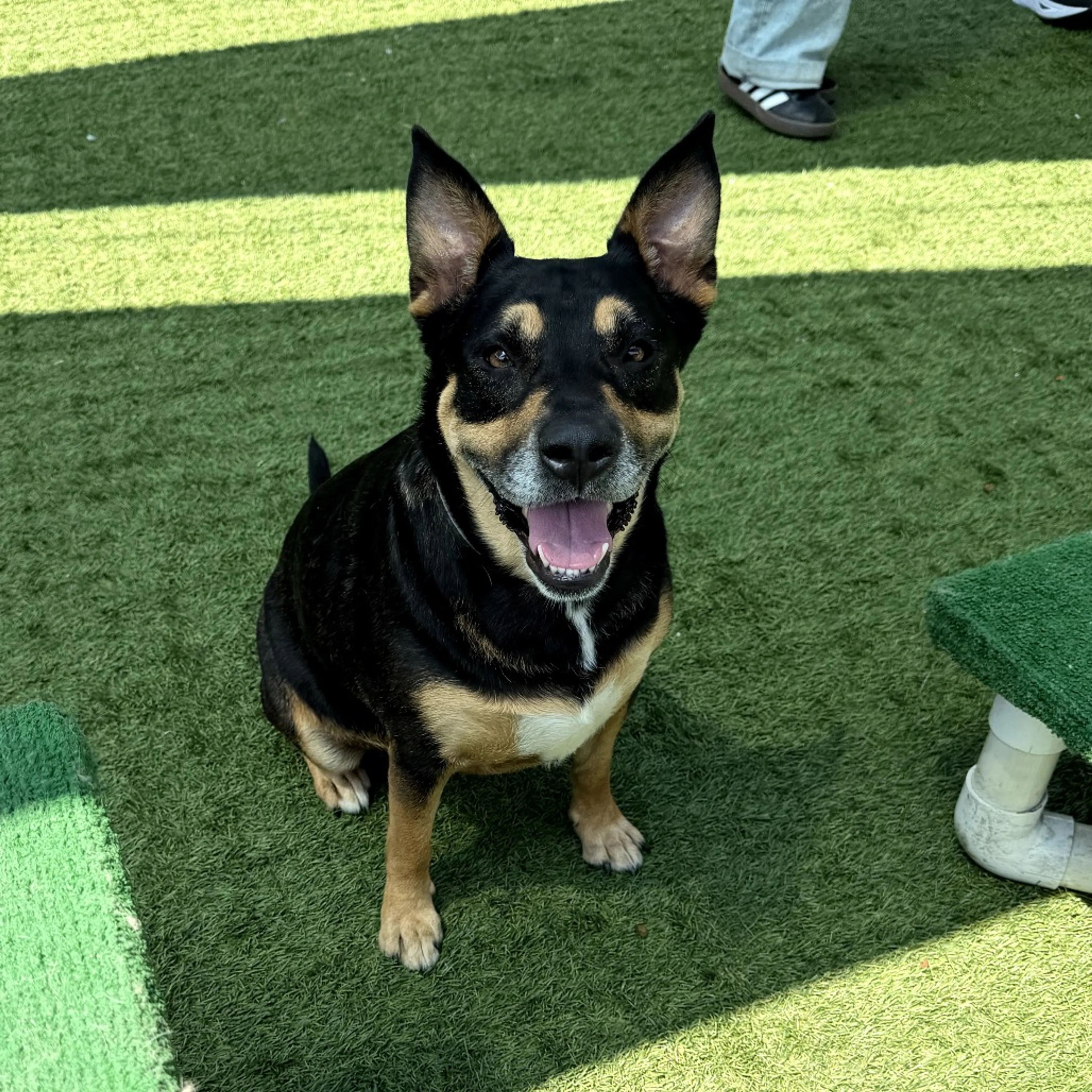 Found pet-1