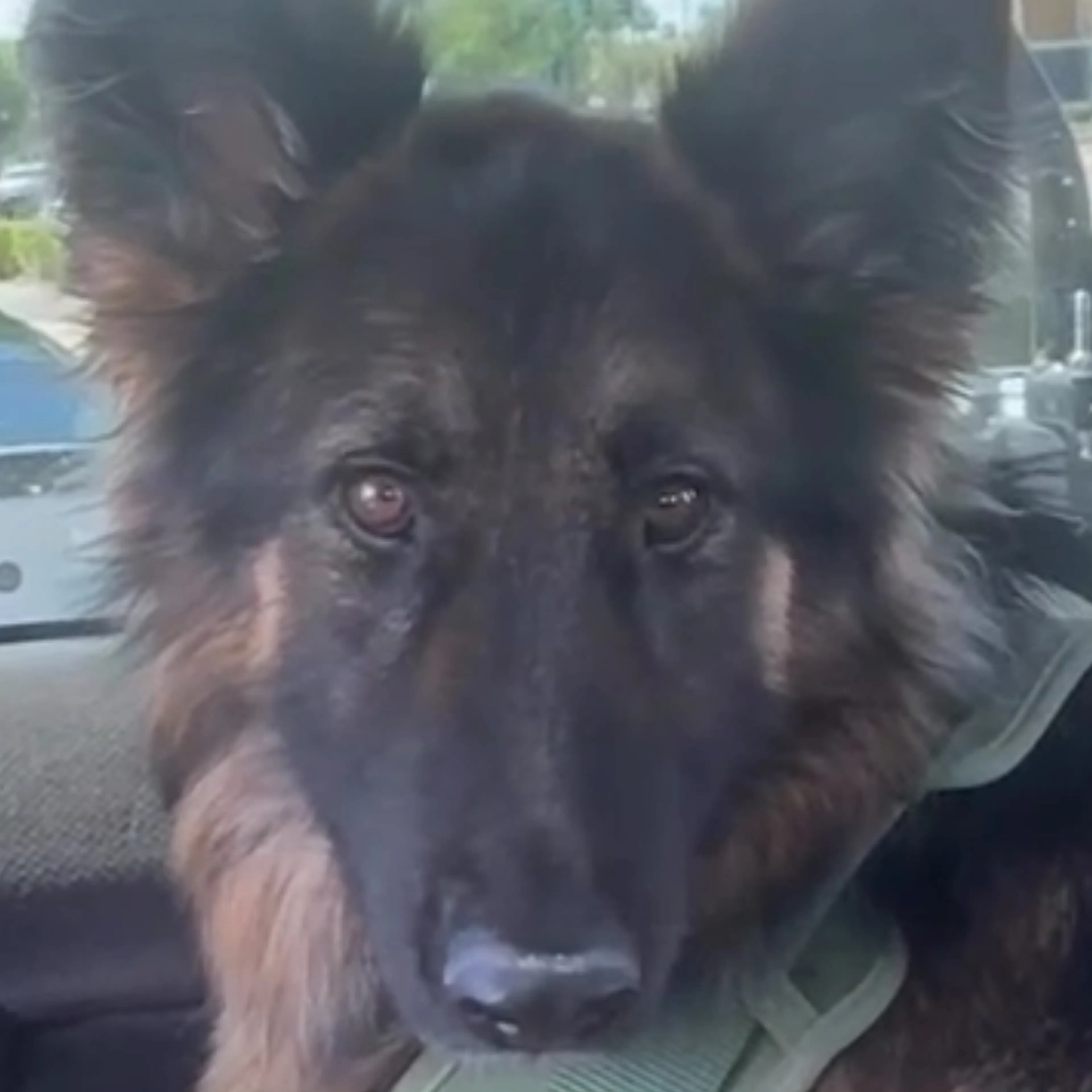 Found pet-2