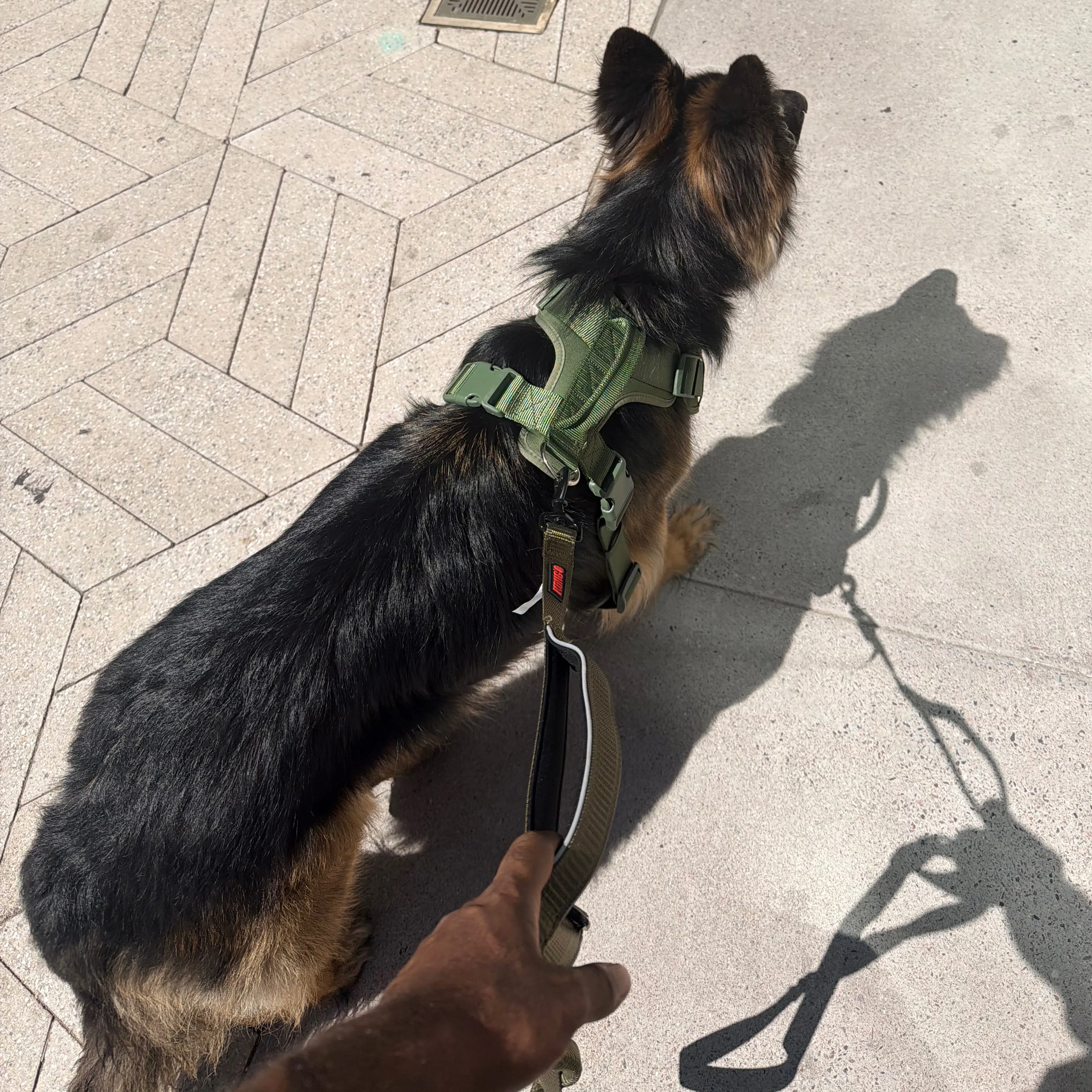 Found pet-1