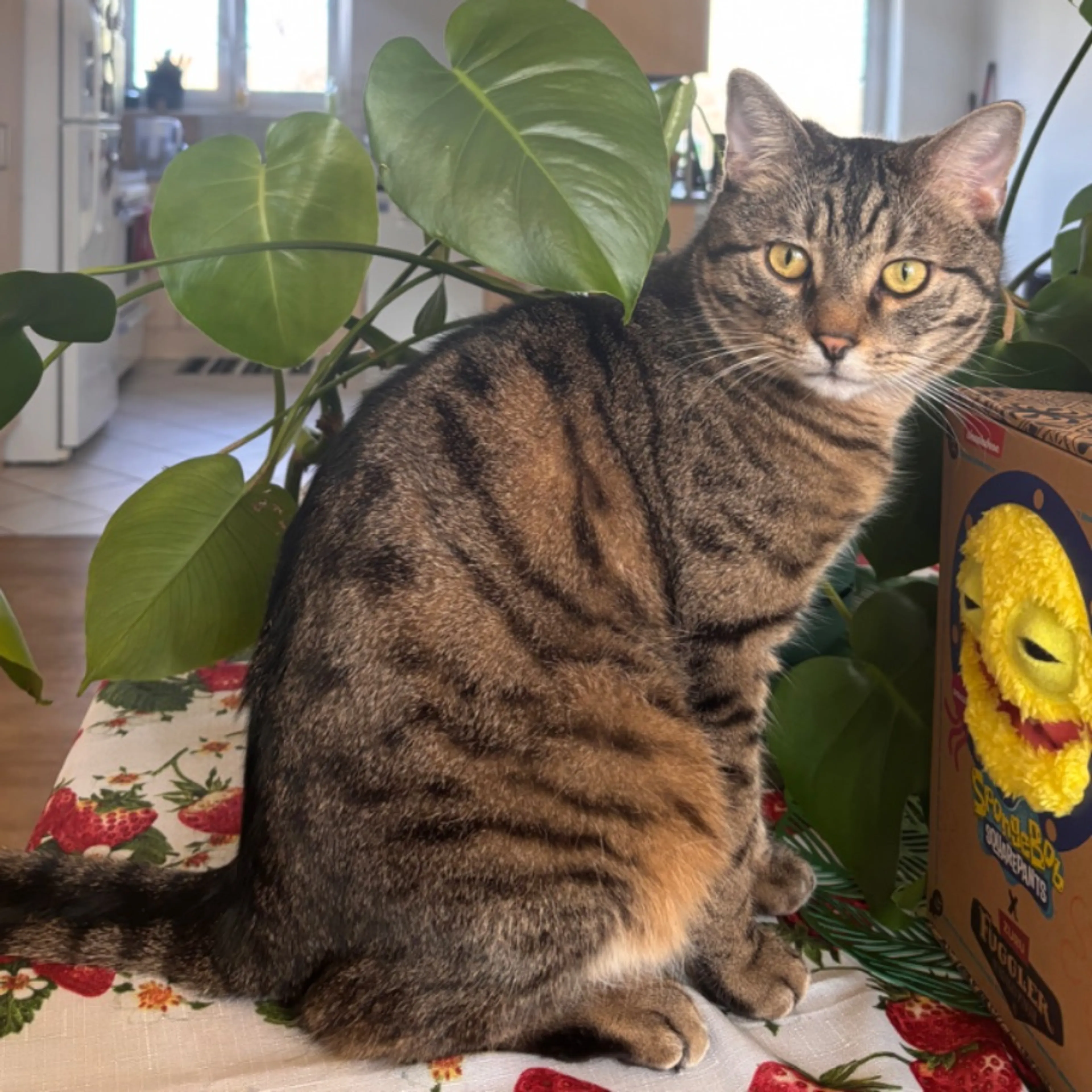 Lost pet