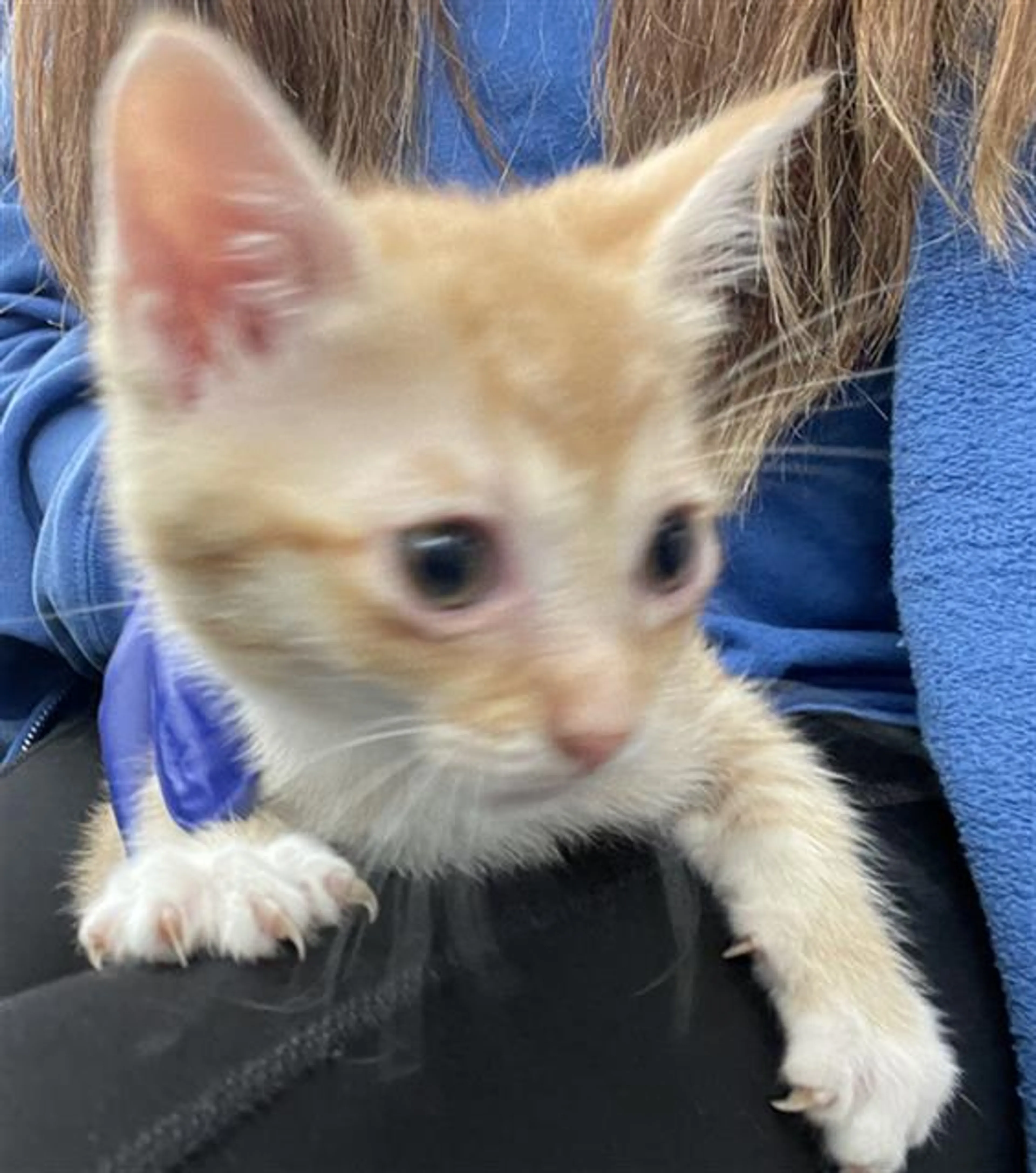 Found pet
