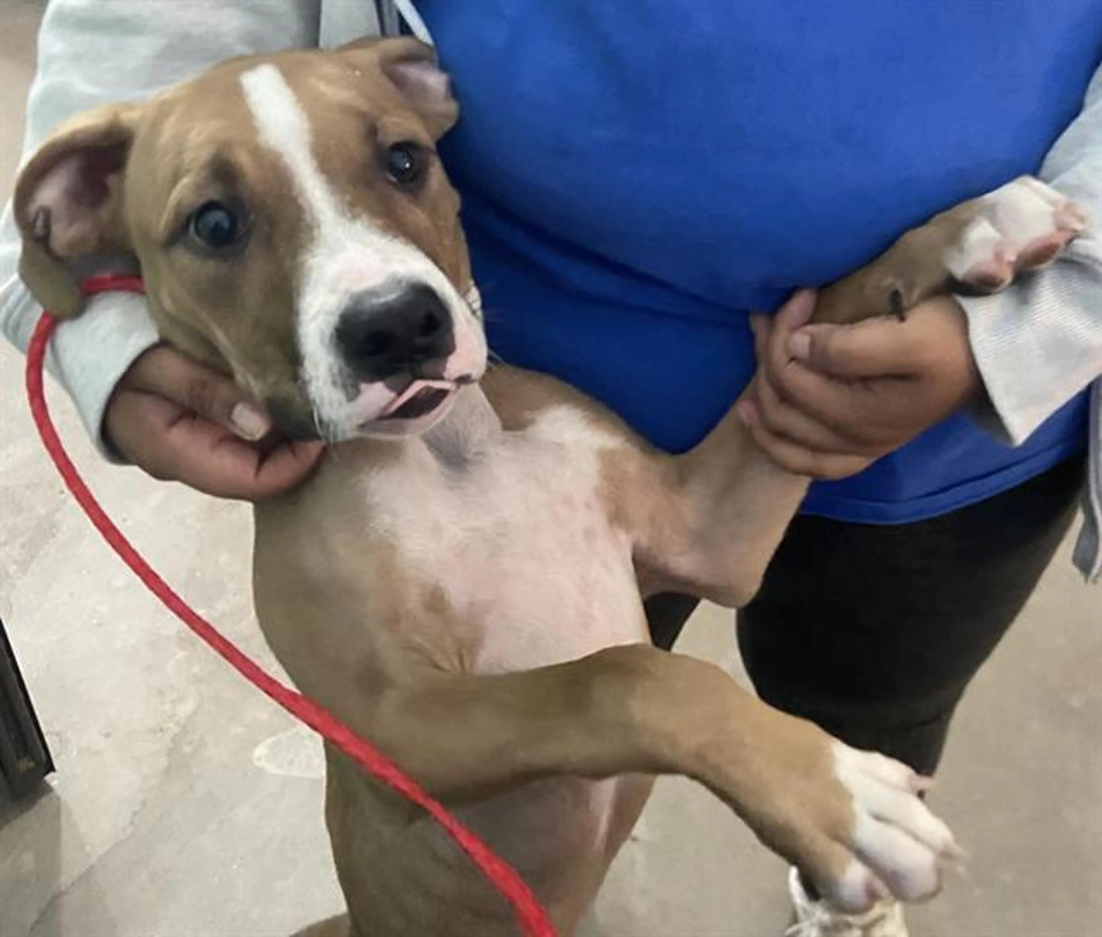 Found pet
