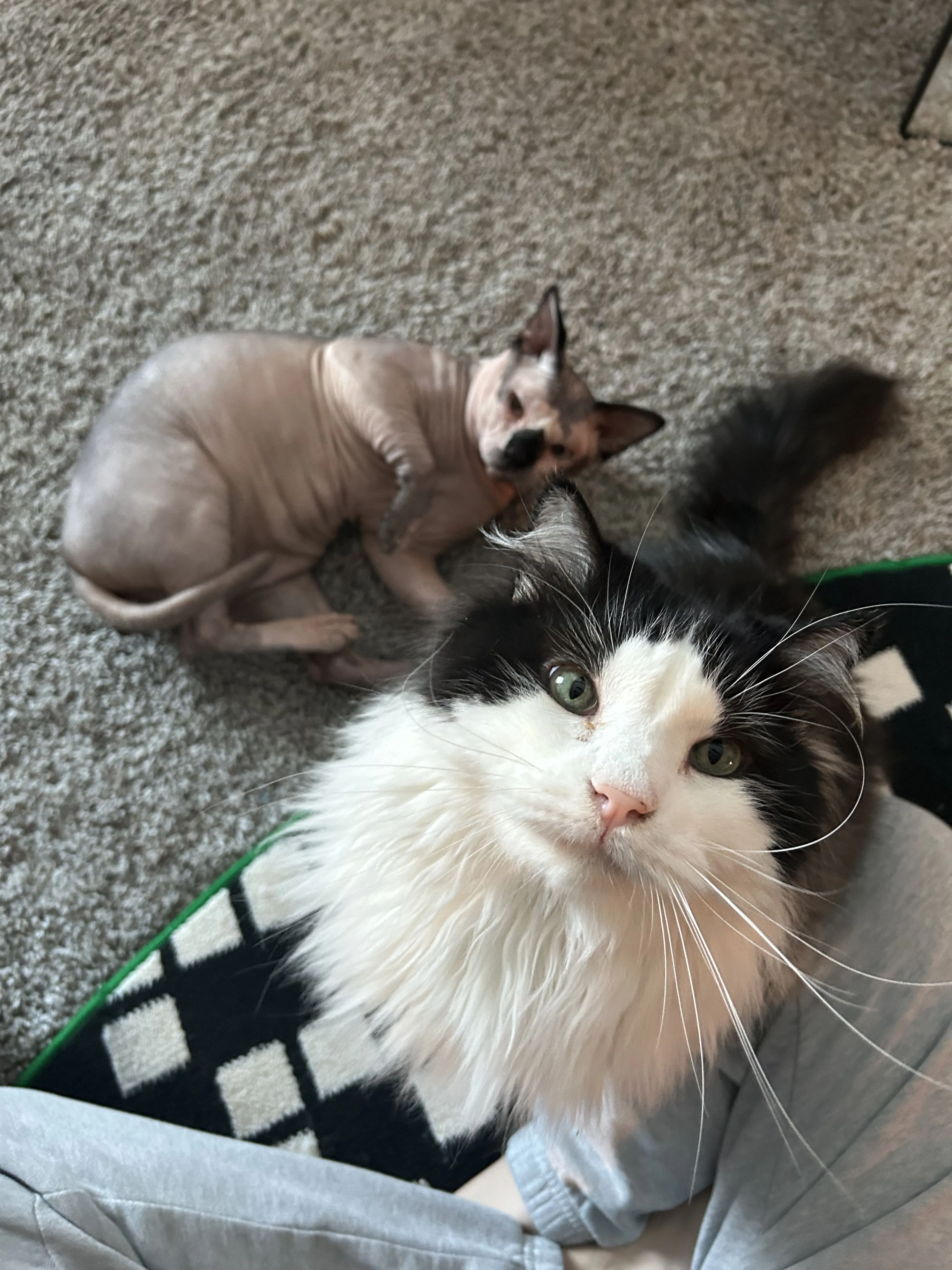 Lost pet