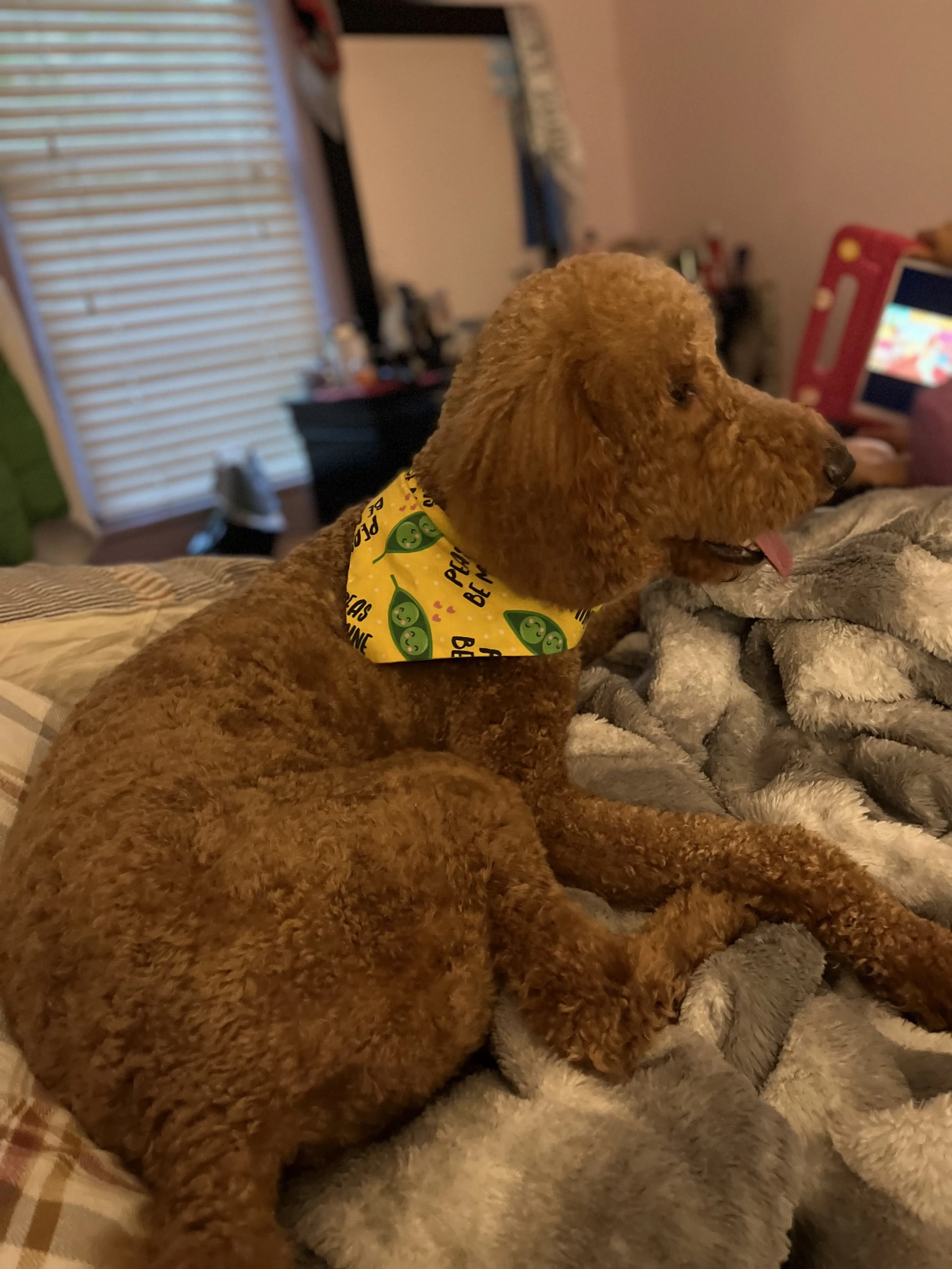 Lost pet