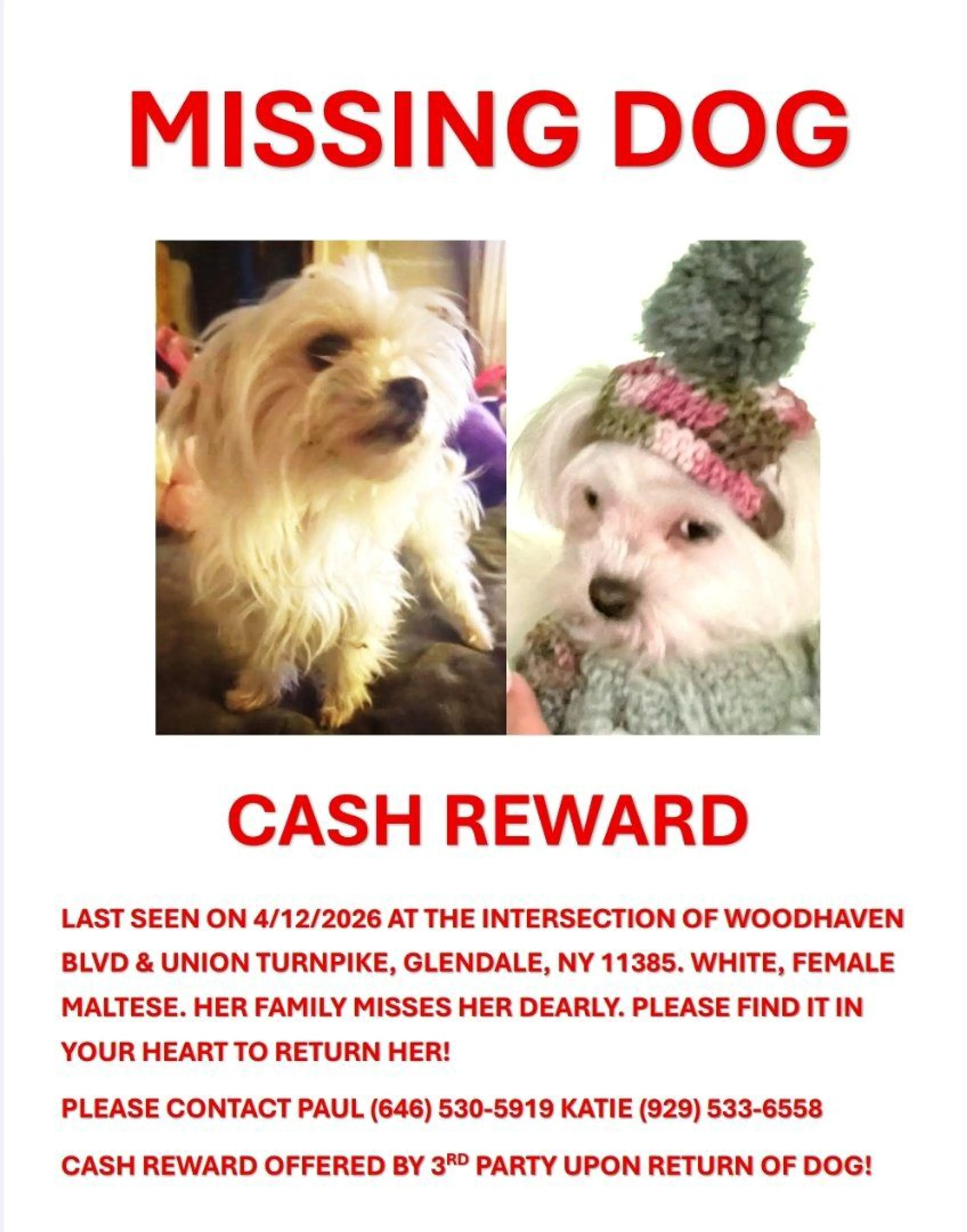 Lost pet