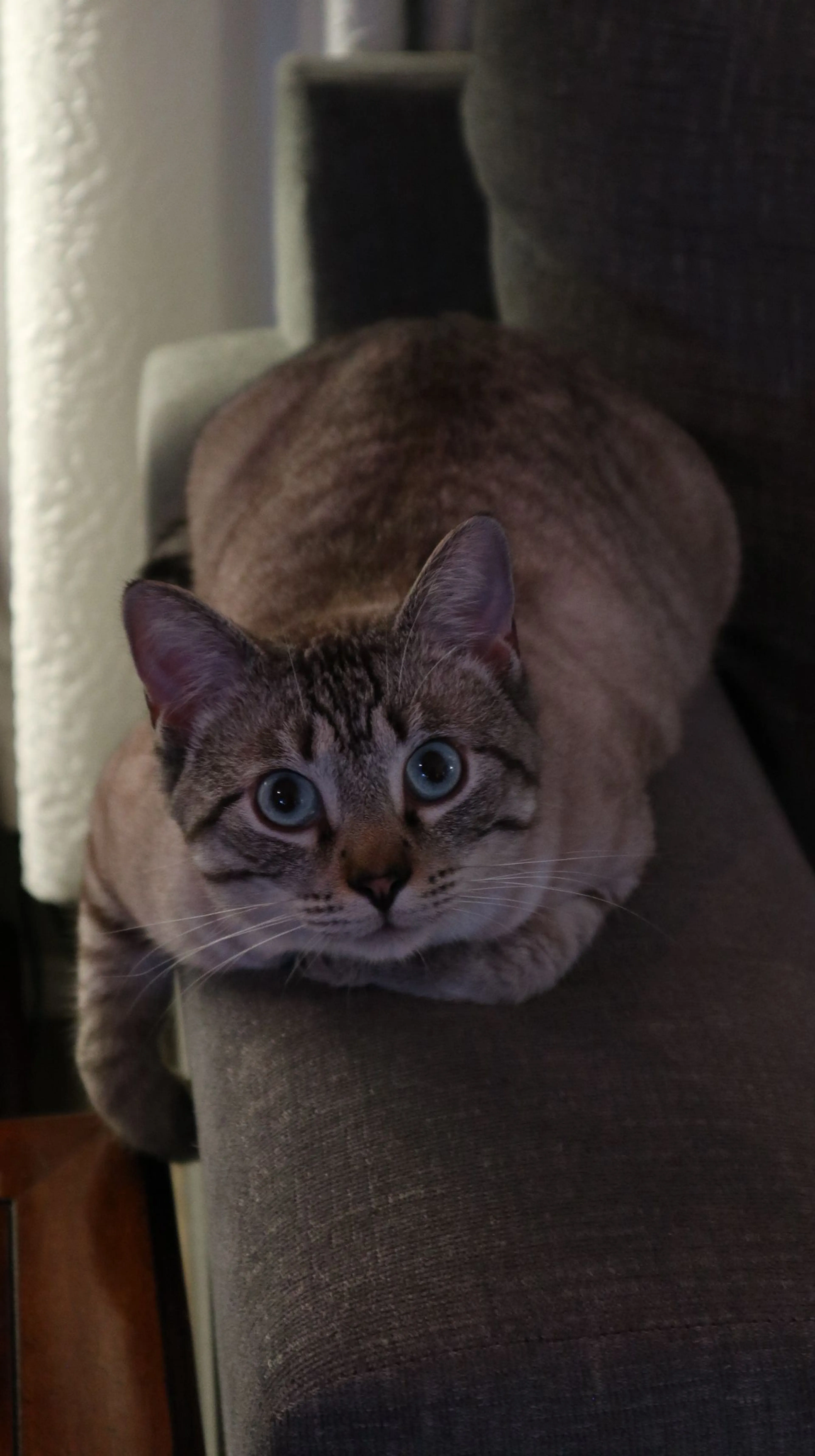 Lost pet-1