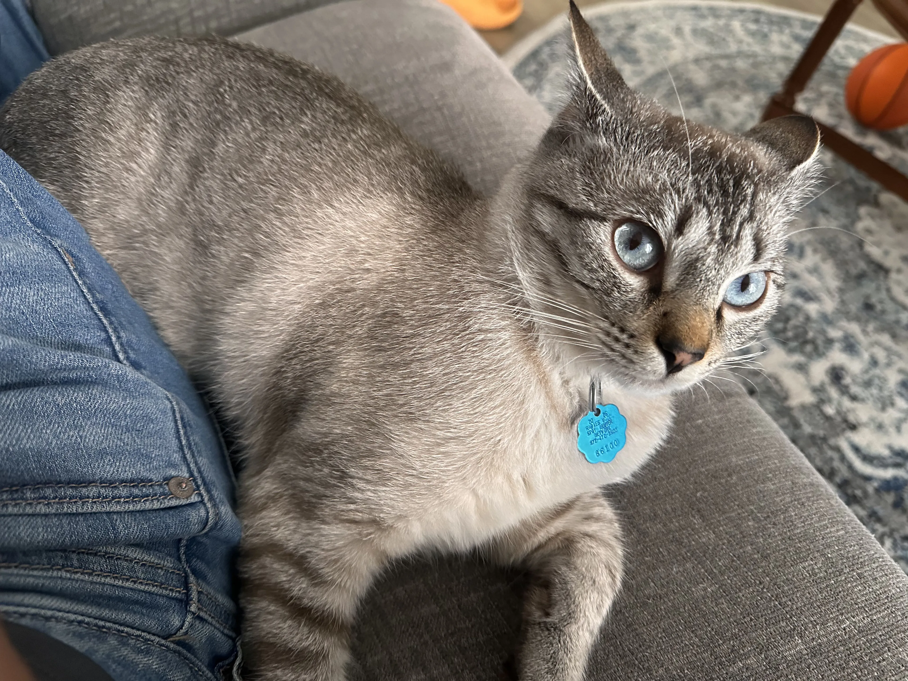 Lost pet-0