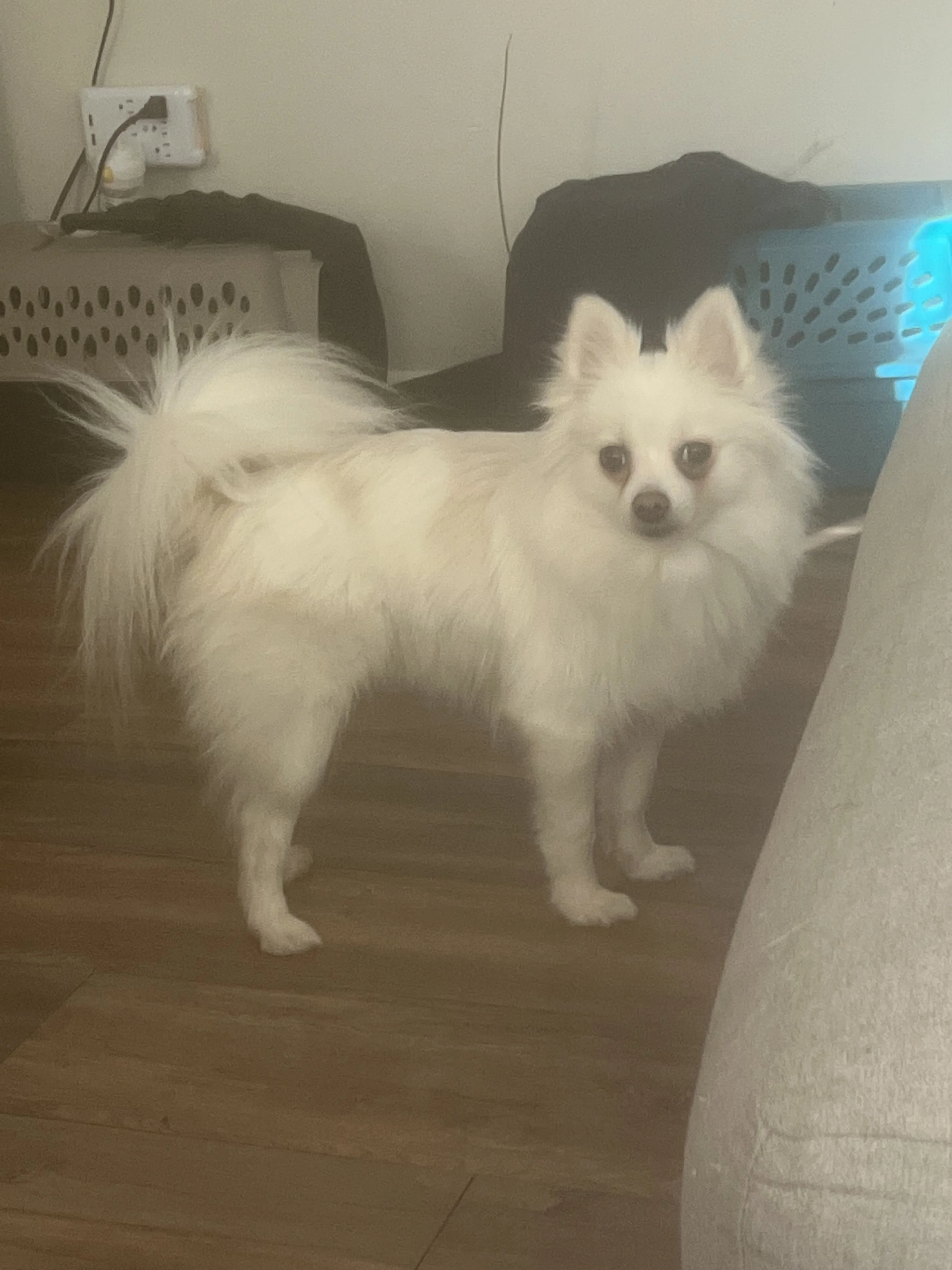 Lost pet