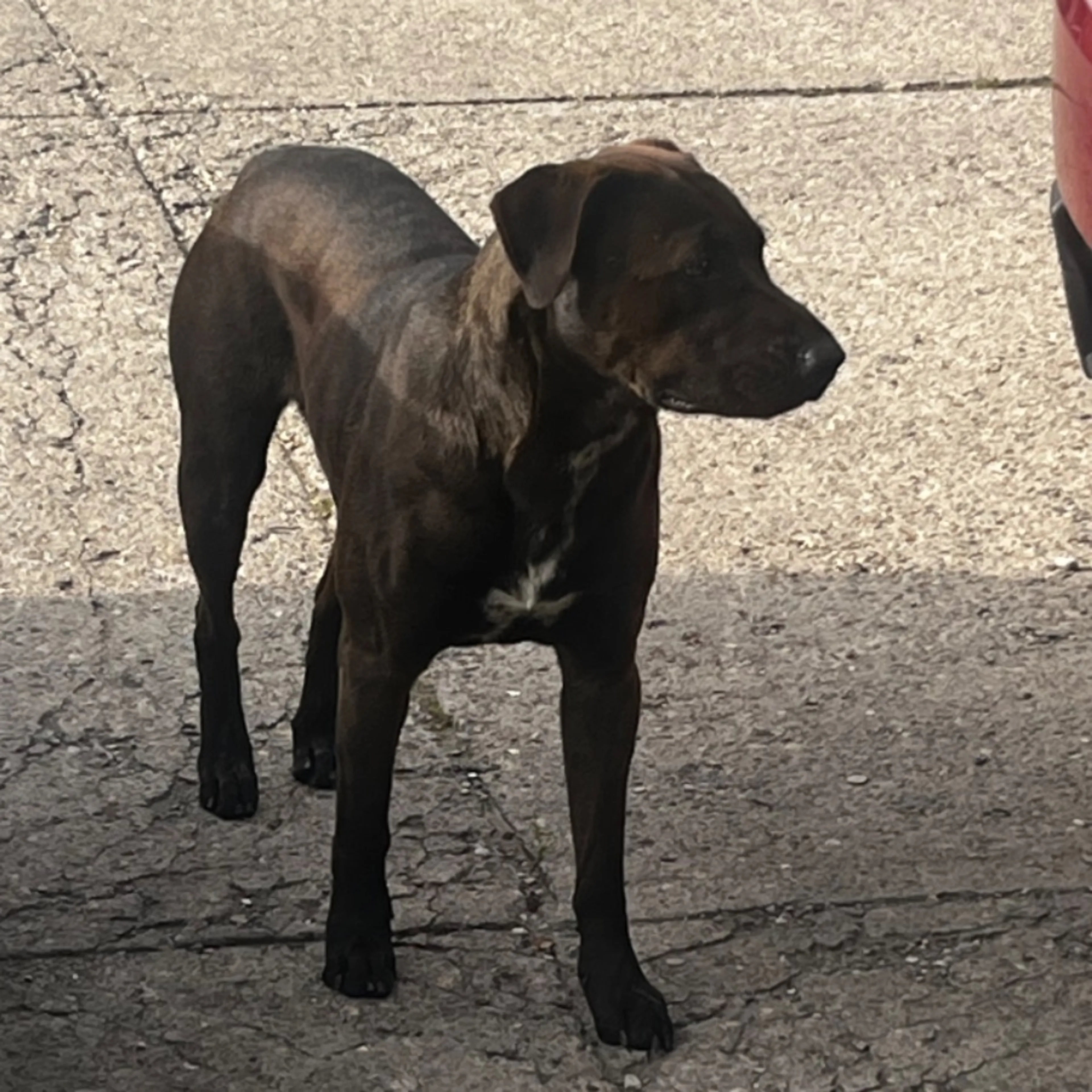 Found pet