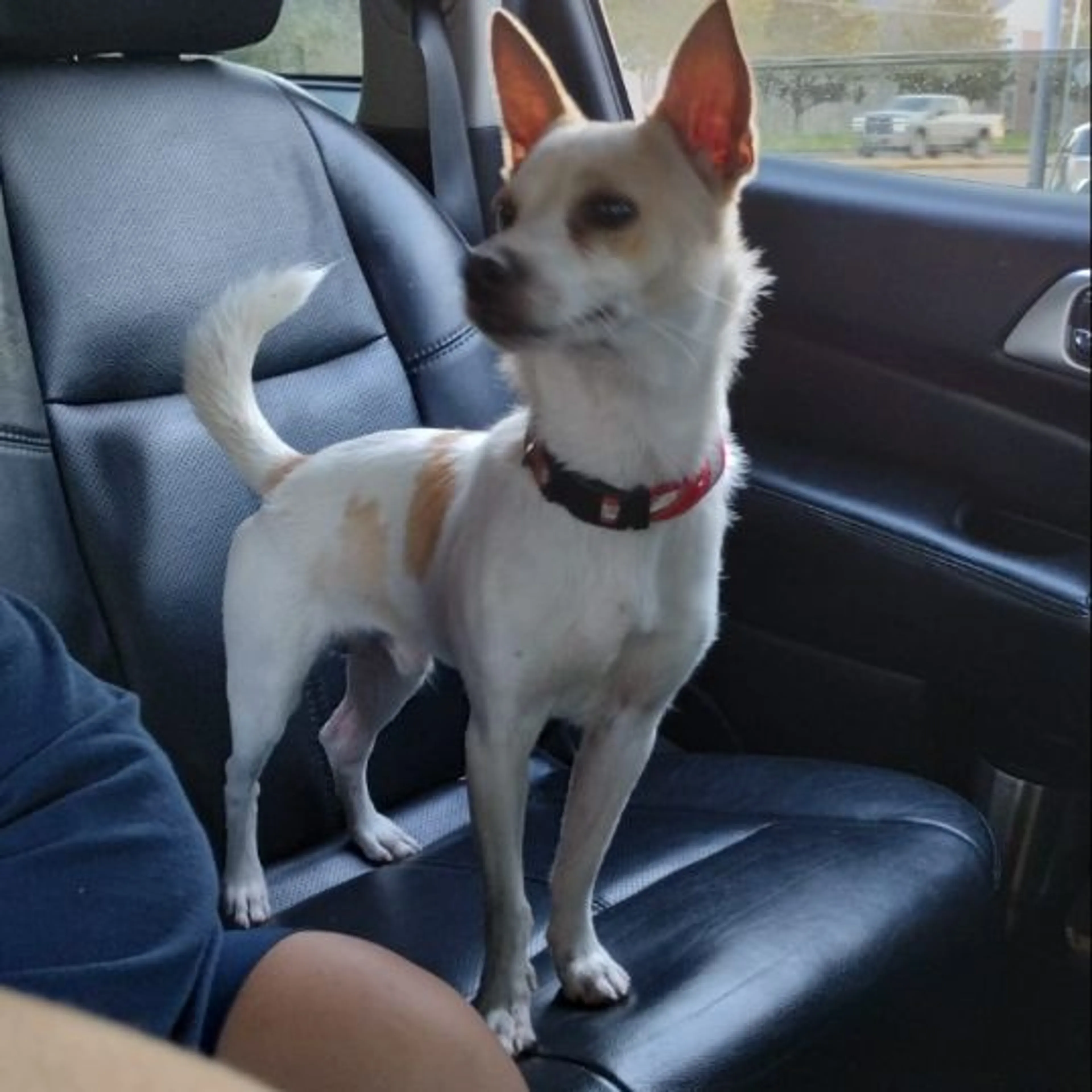 Lost pet
