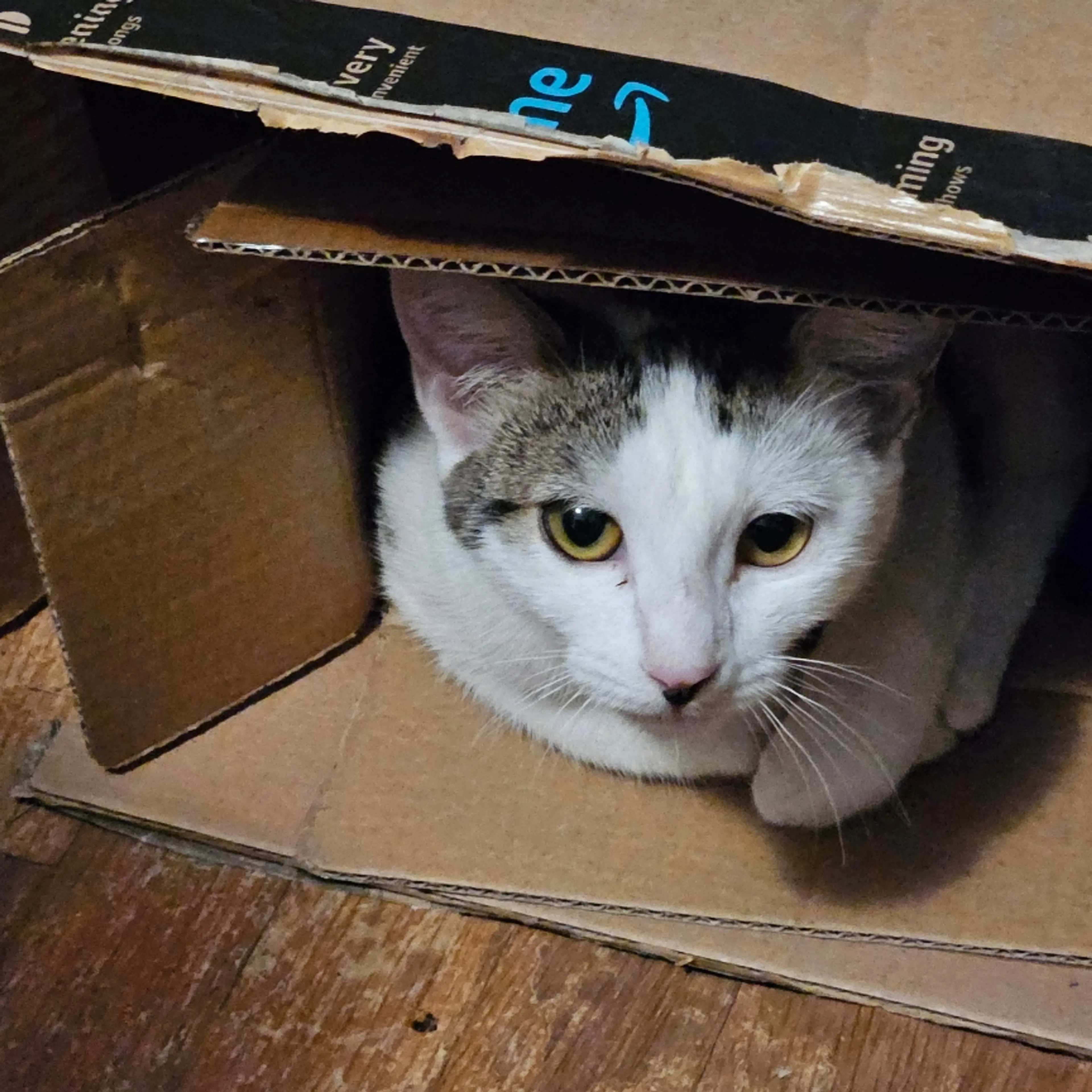 Lost pet-2