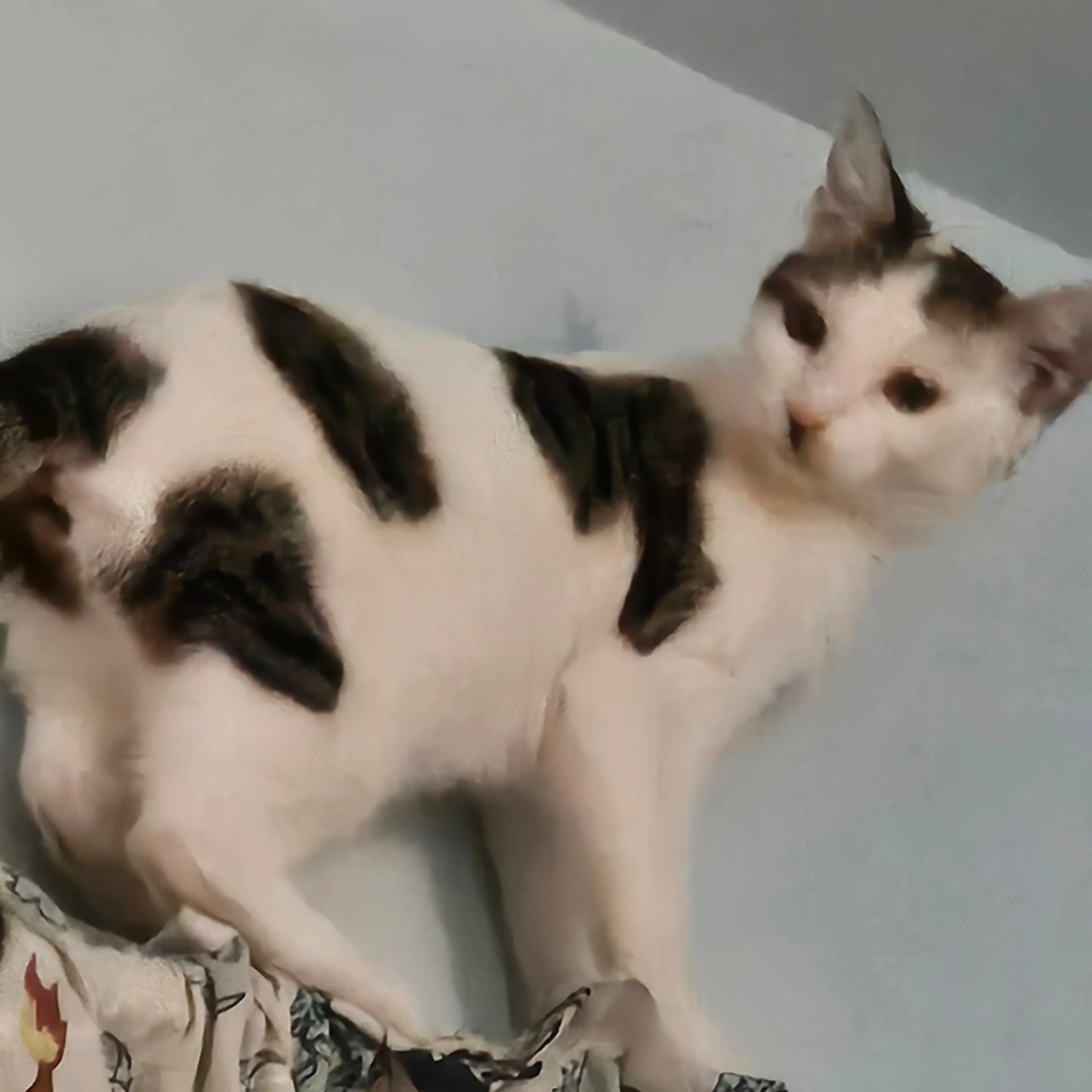 Lost pet-1