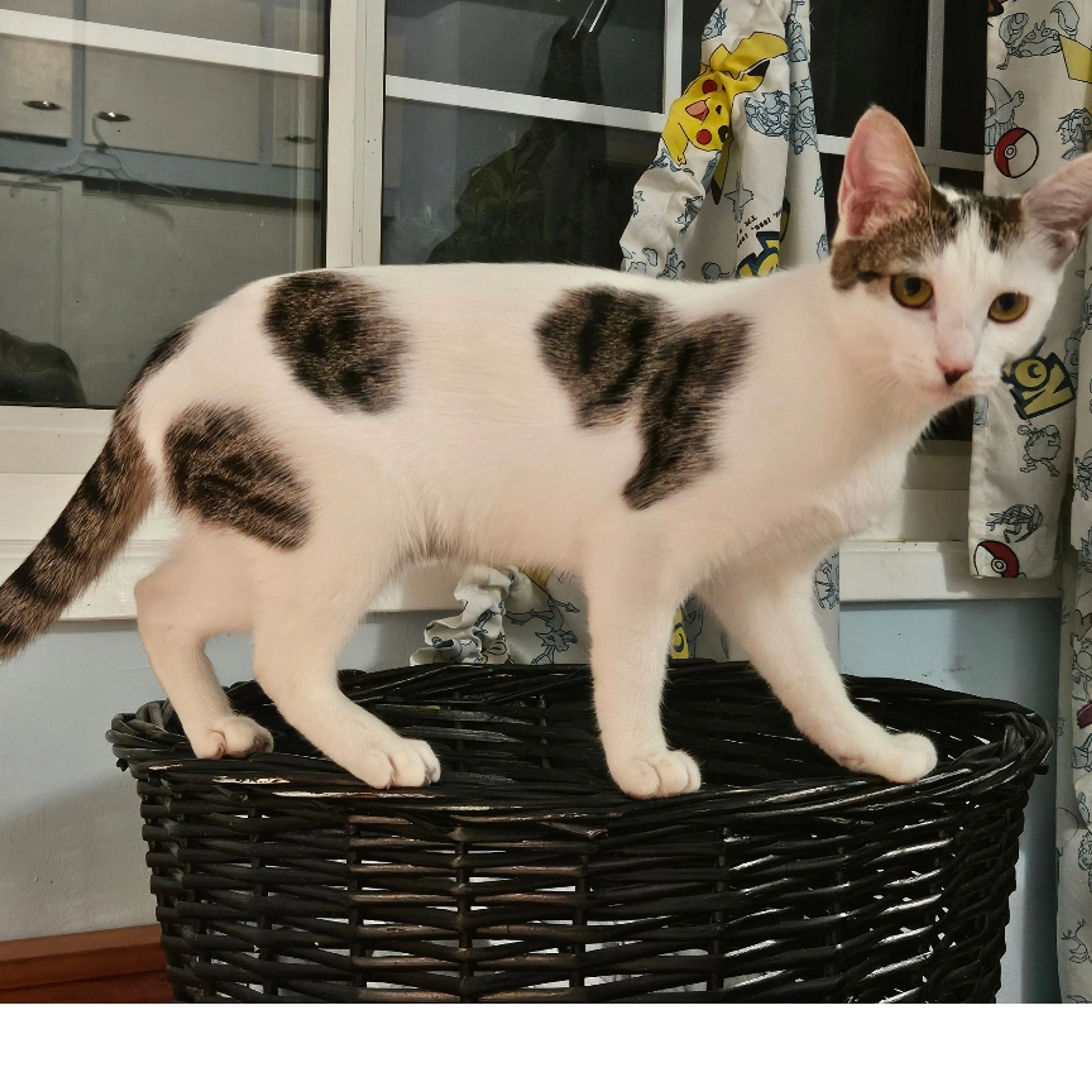 Lost pet-3