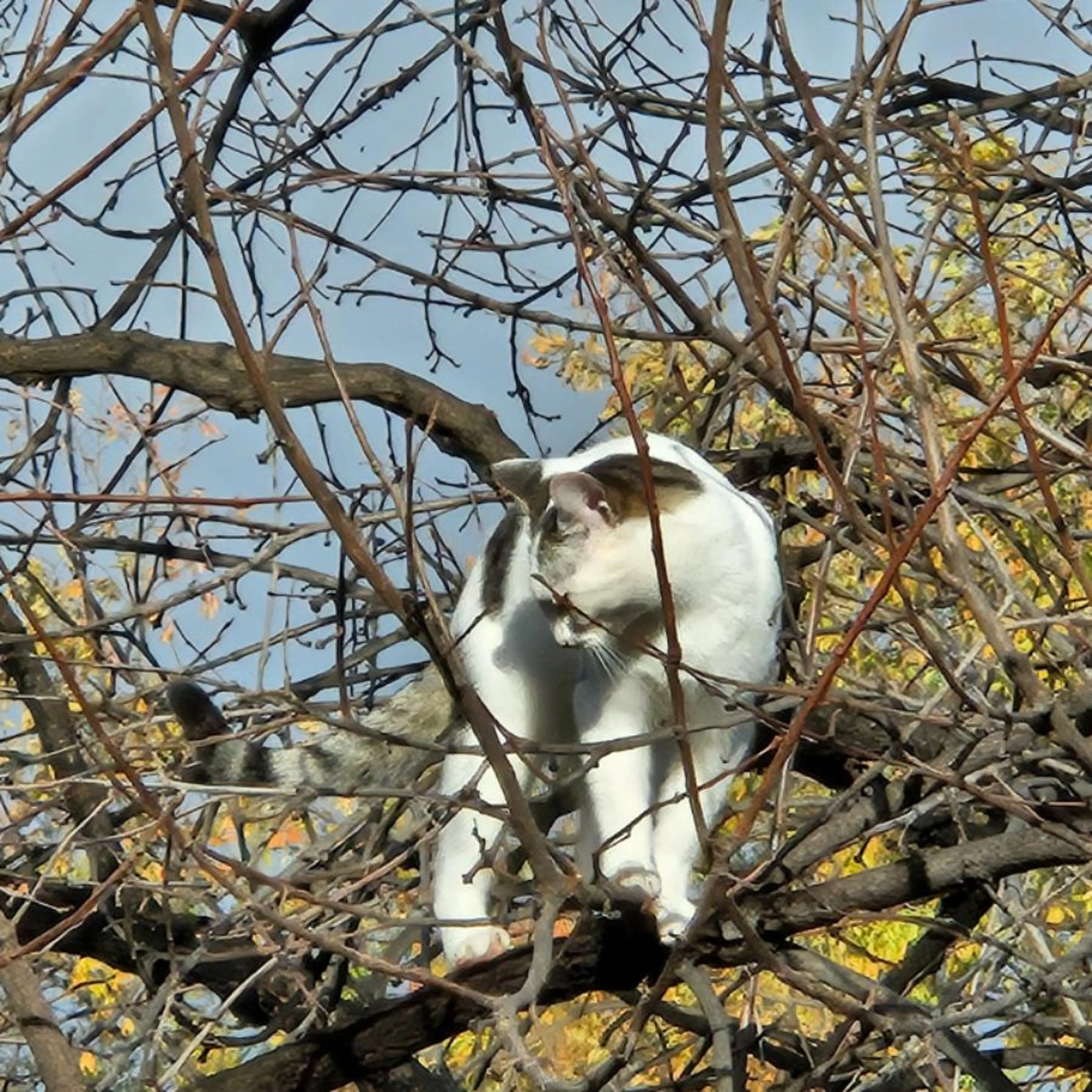Lost pet-0