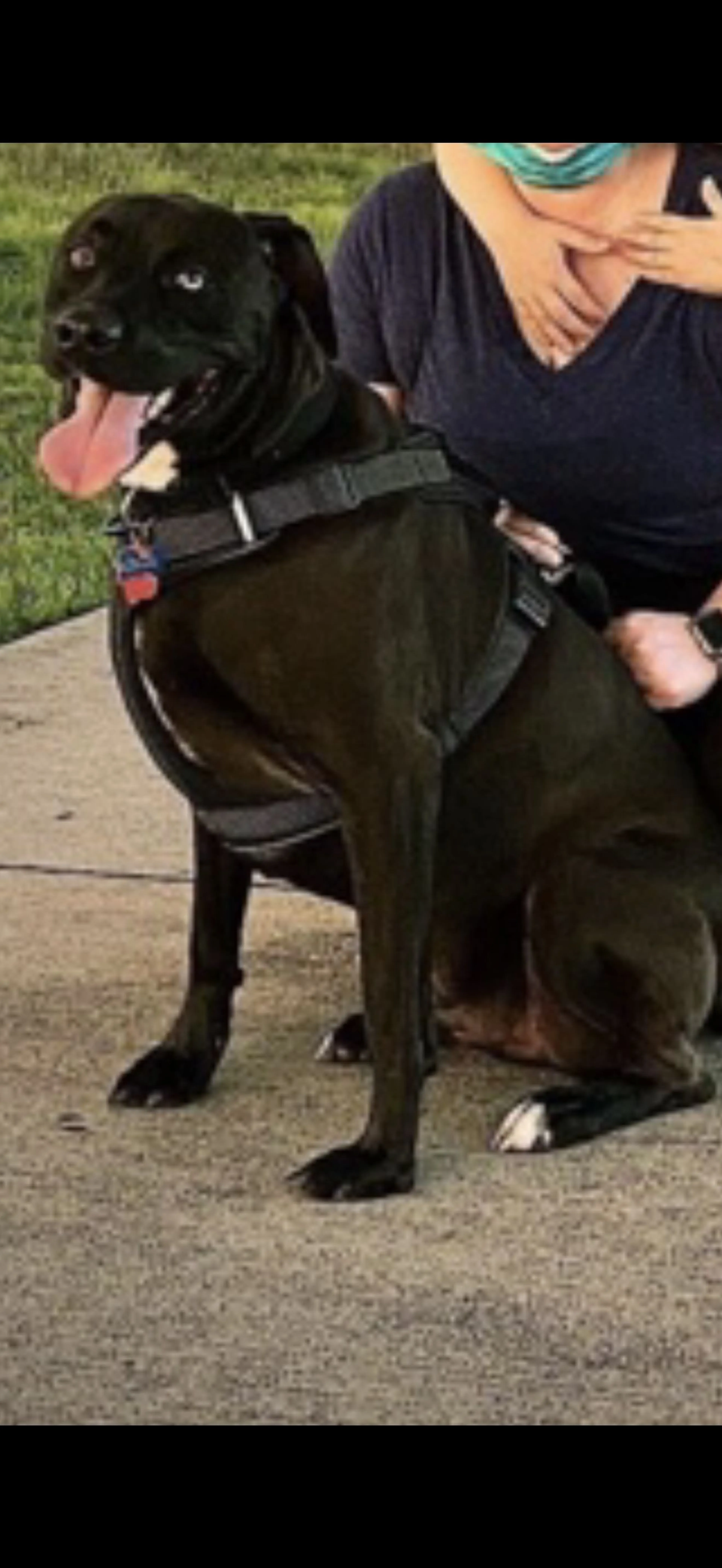 Lost pet