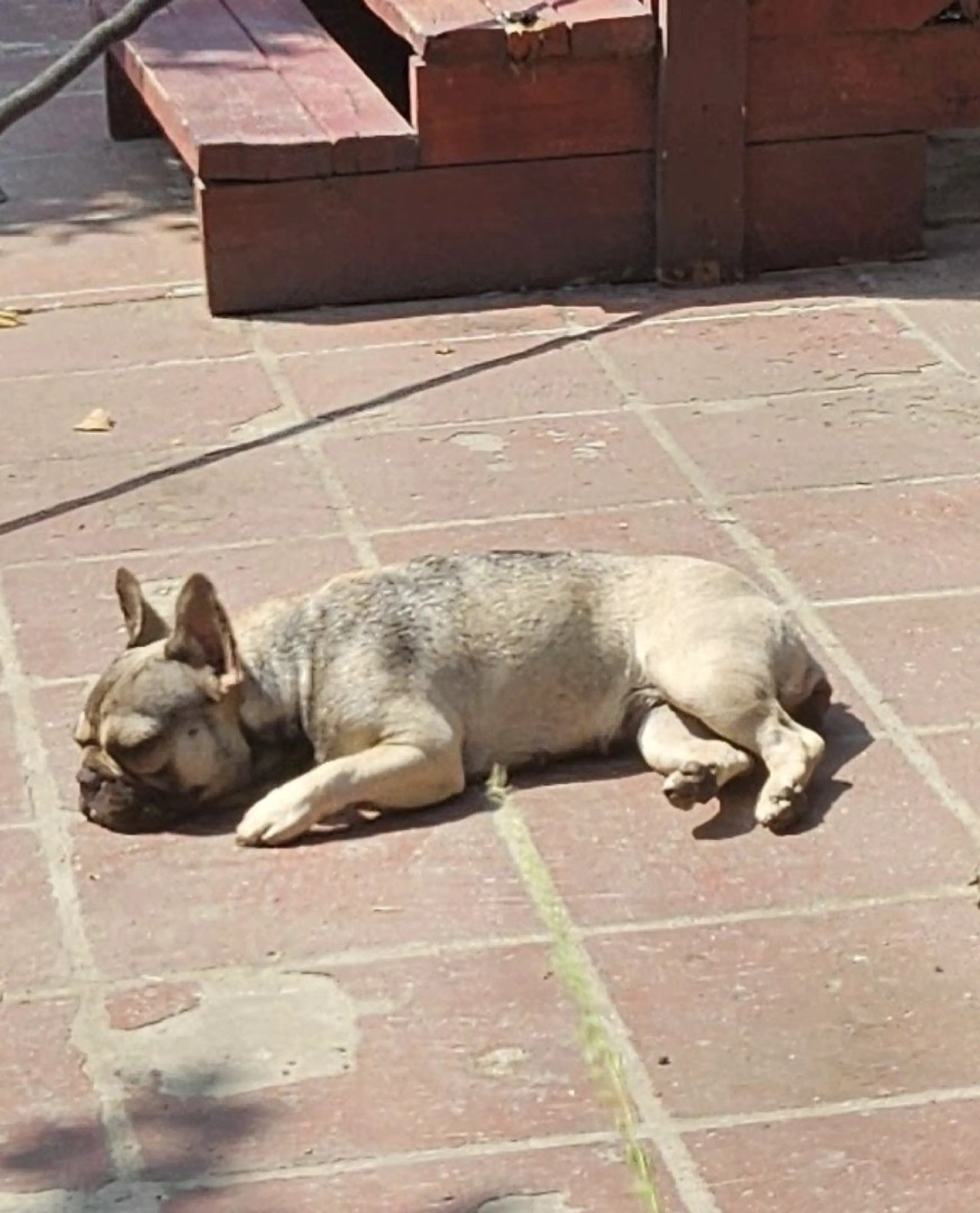 Lost pet-1