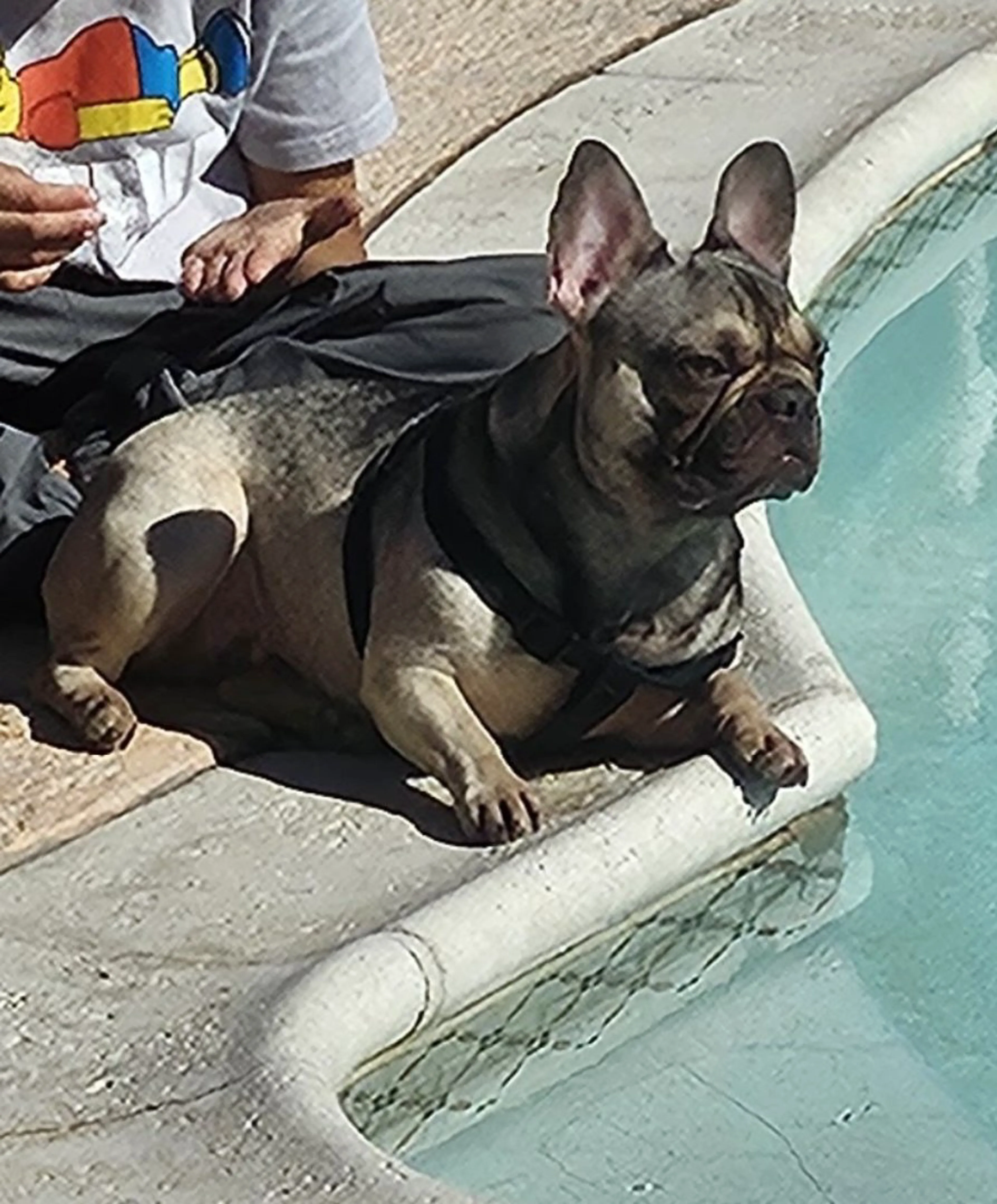 Lost pet-2