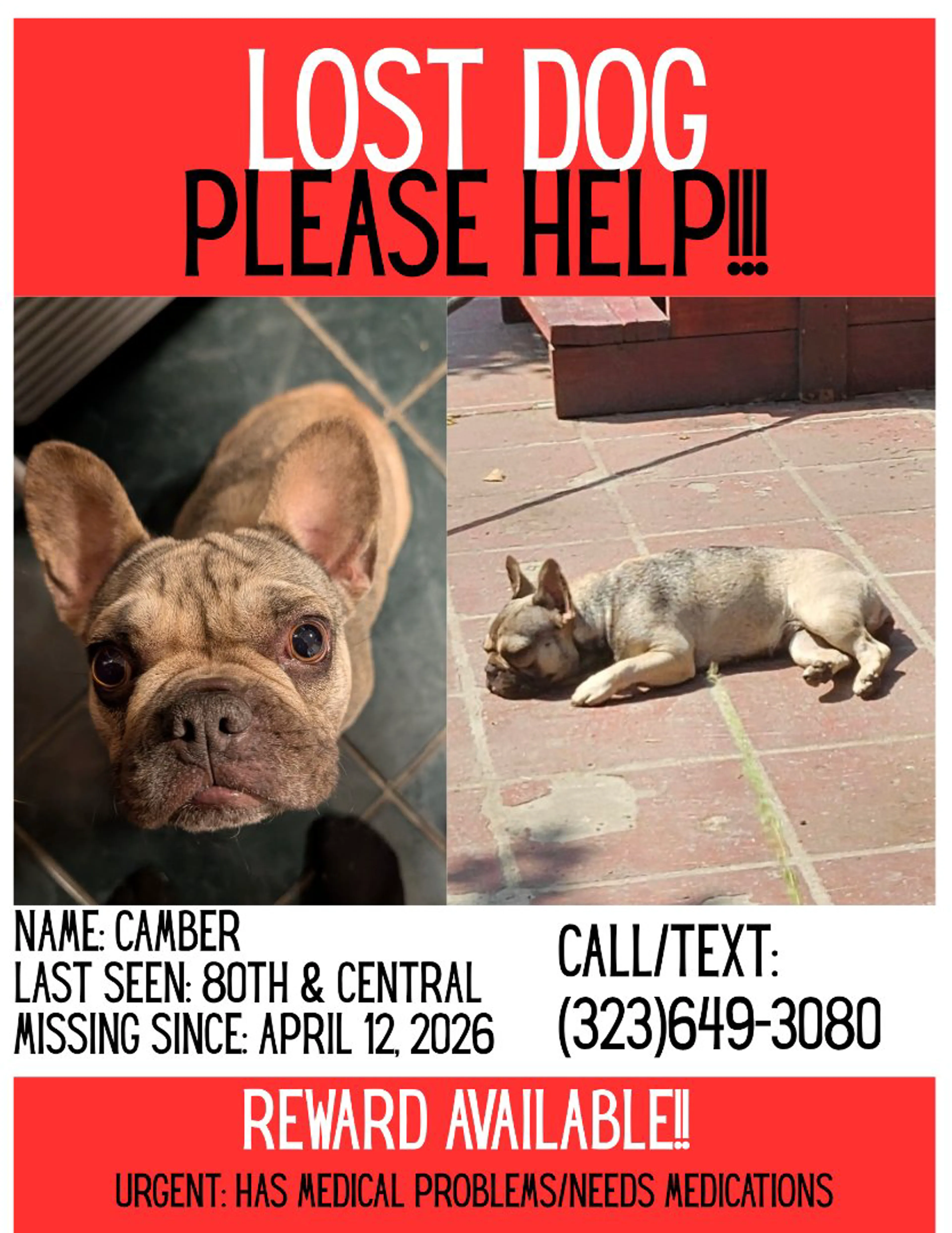 Lost pet-0