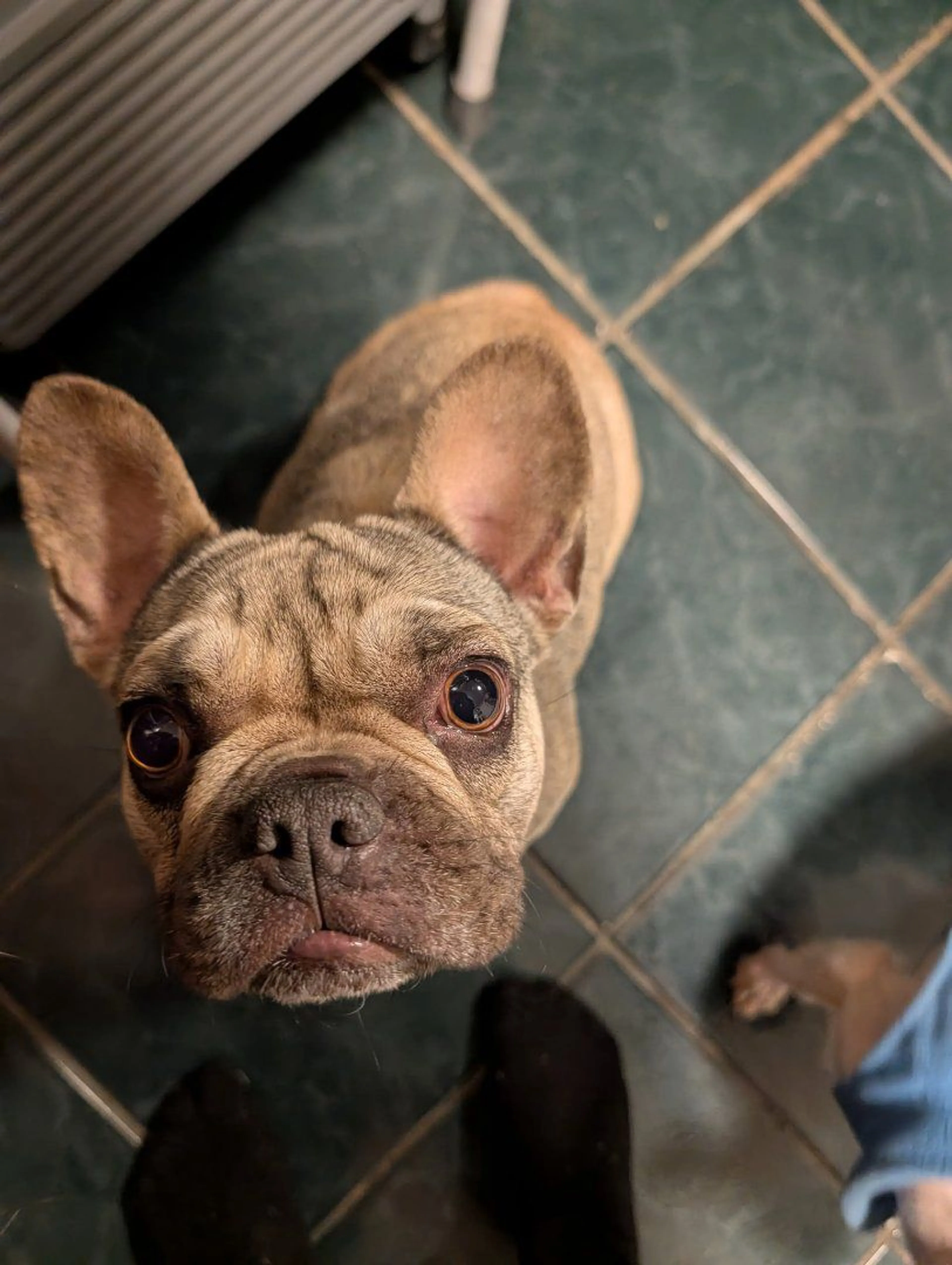 Lost pet-4