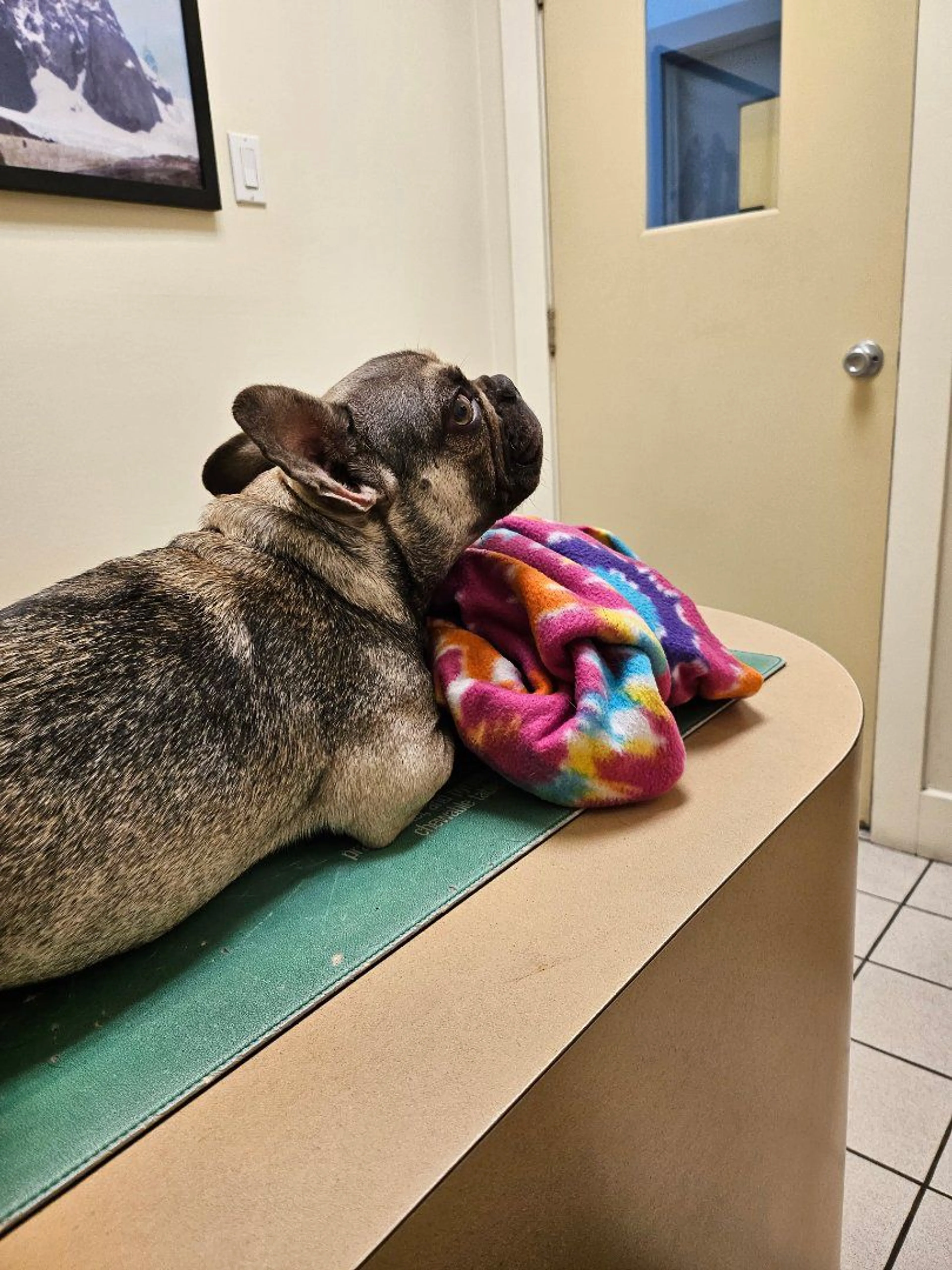 Lost pet-3