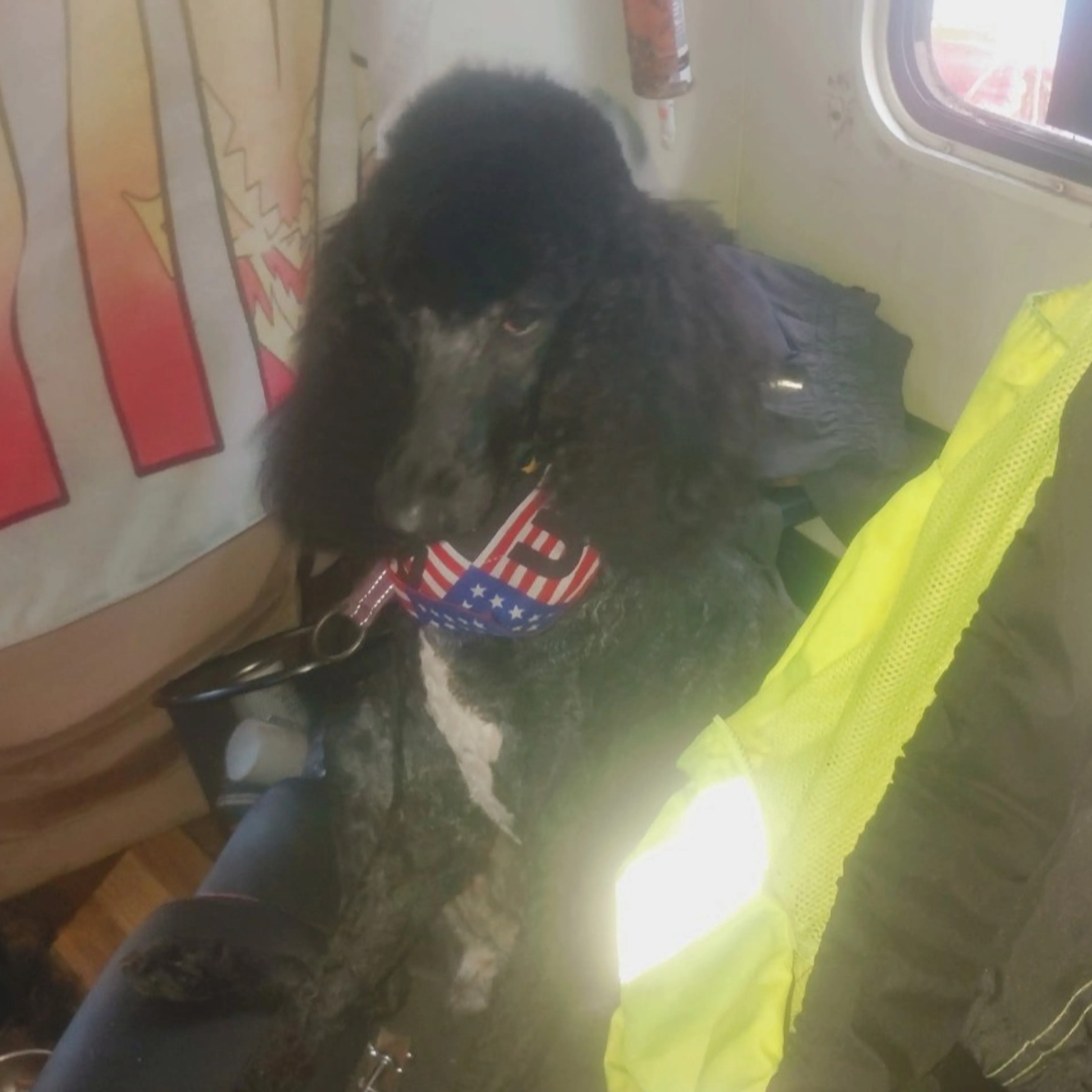 Lost pet-1