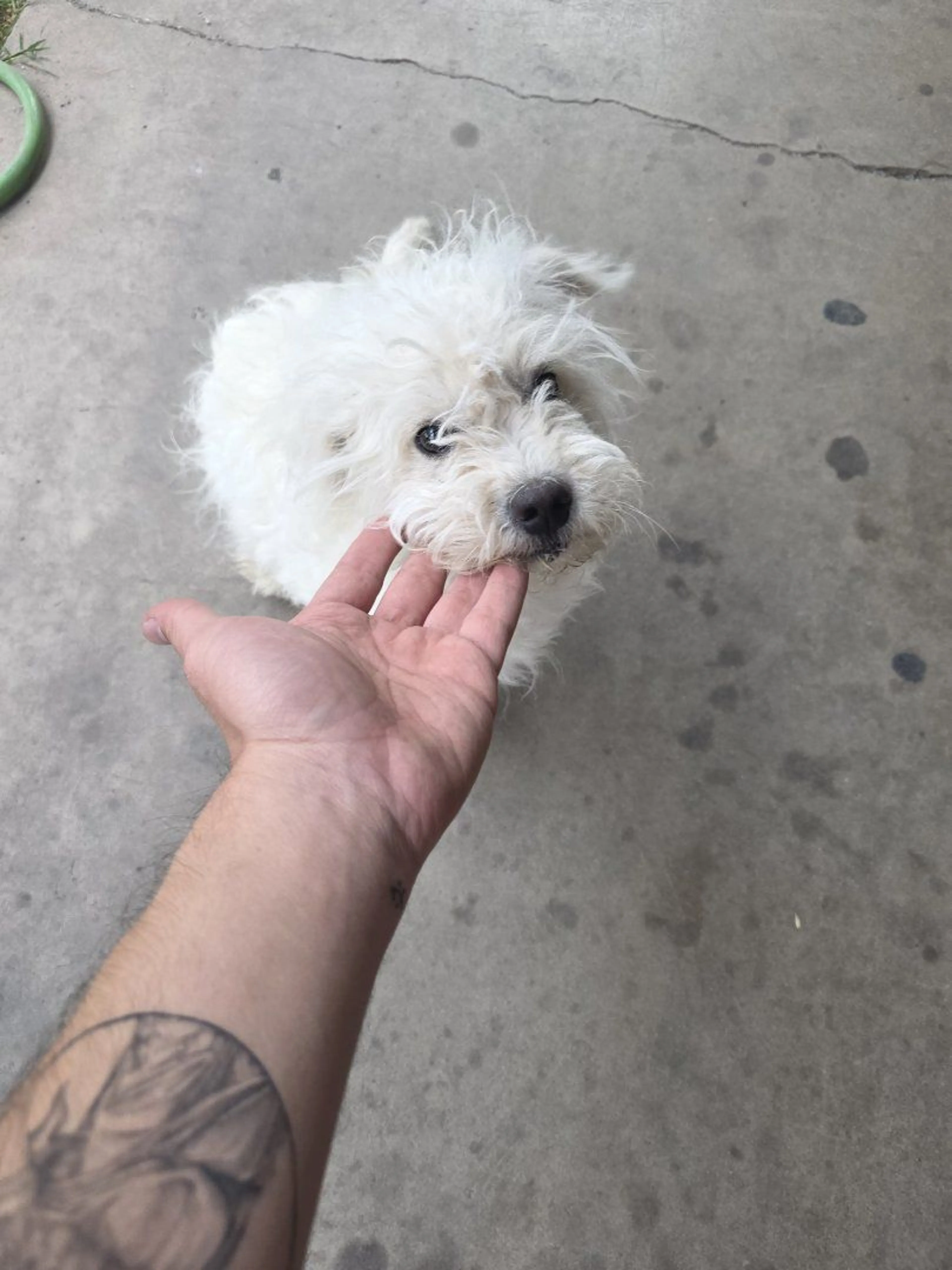 Lost pet-2
