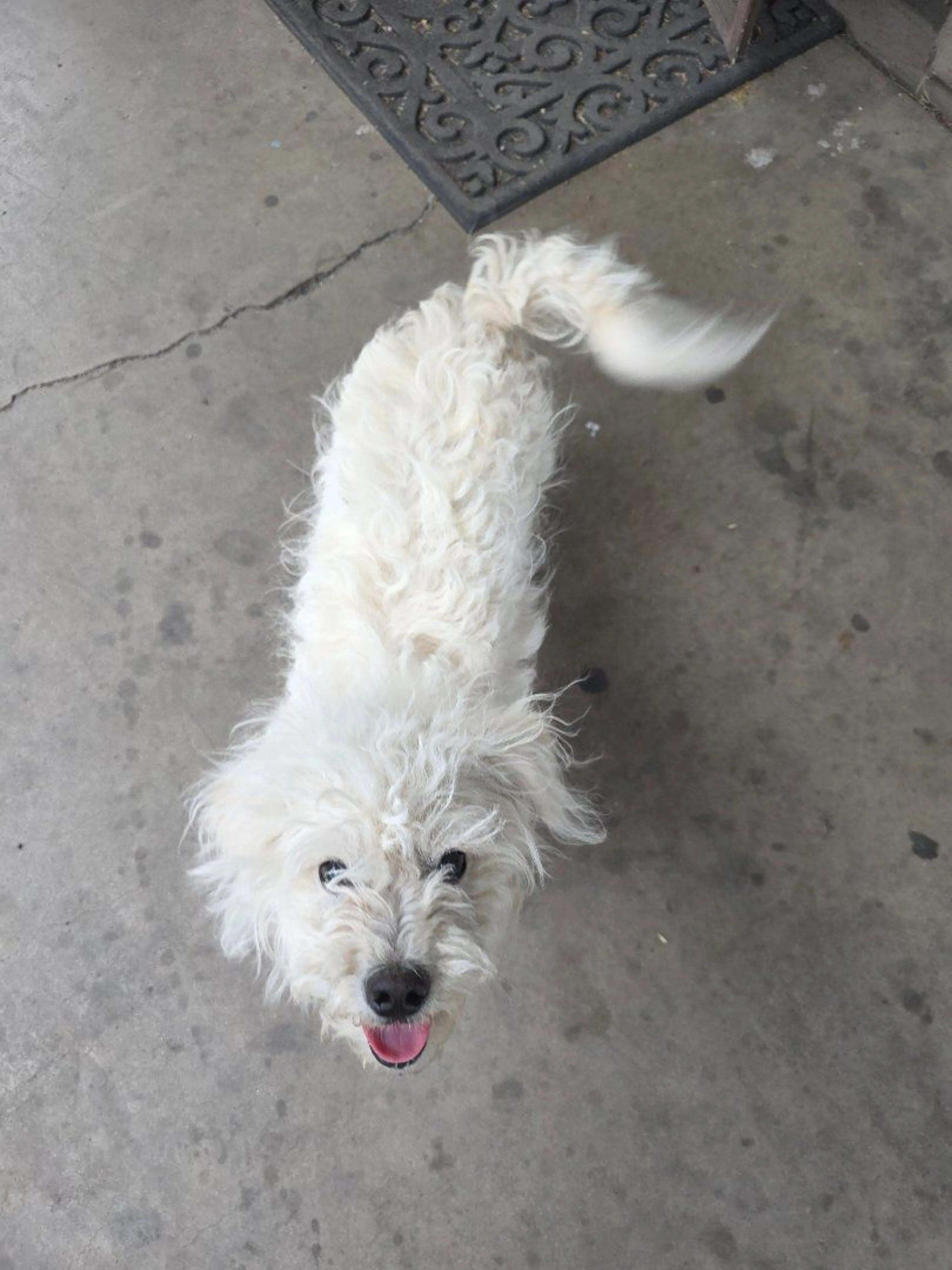 Lost pet-0