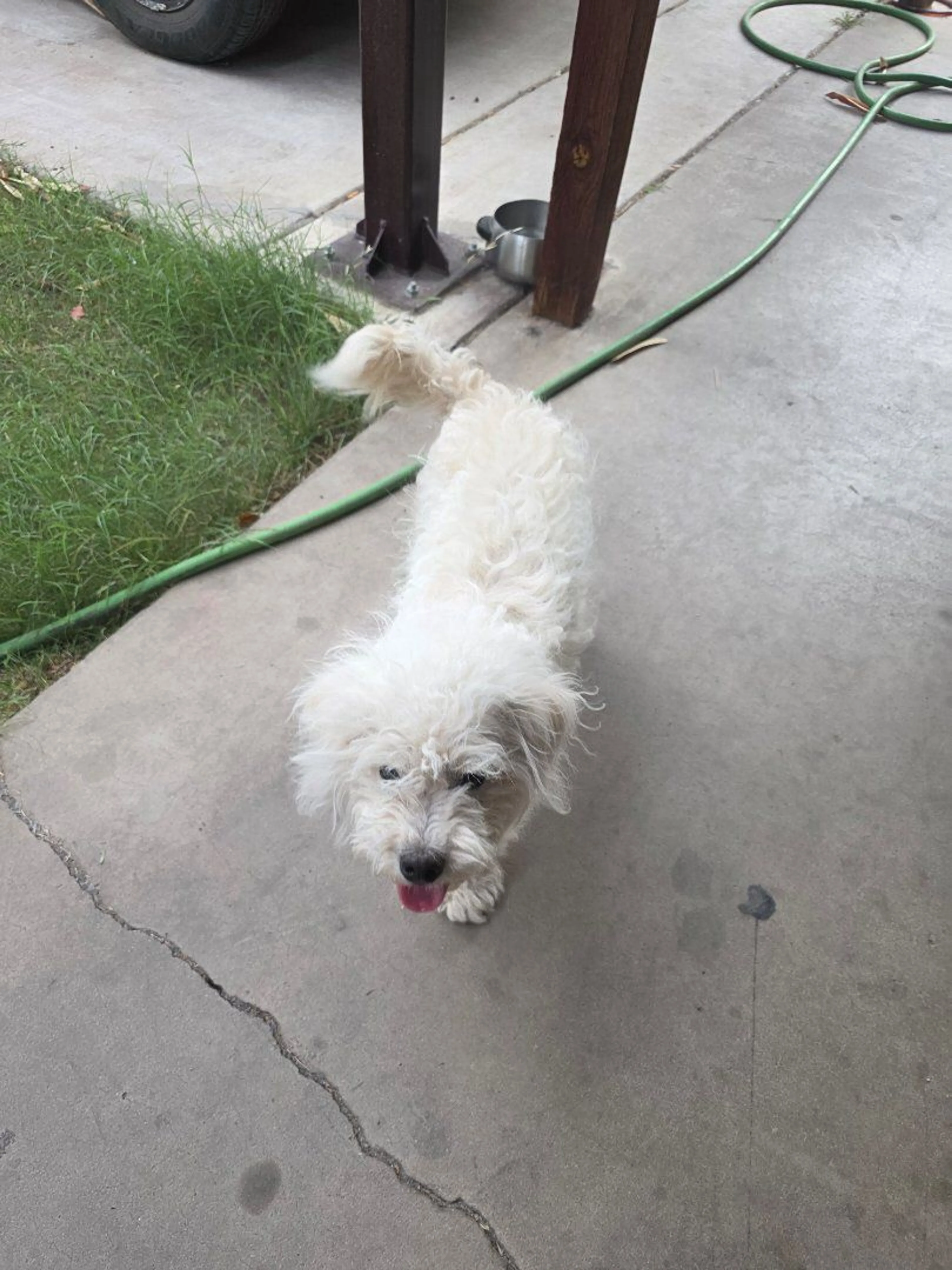 Lost pet-1