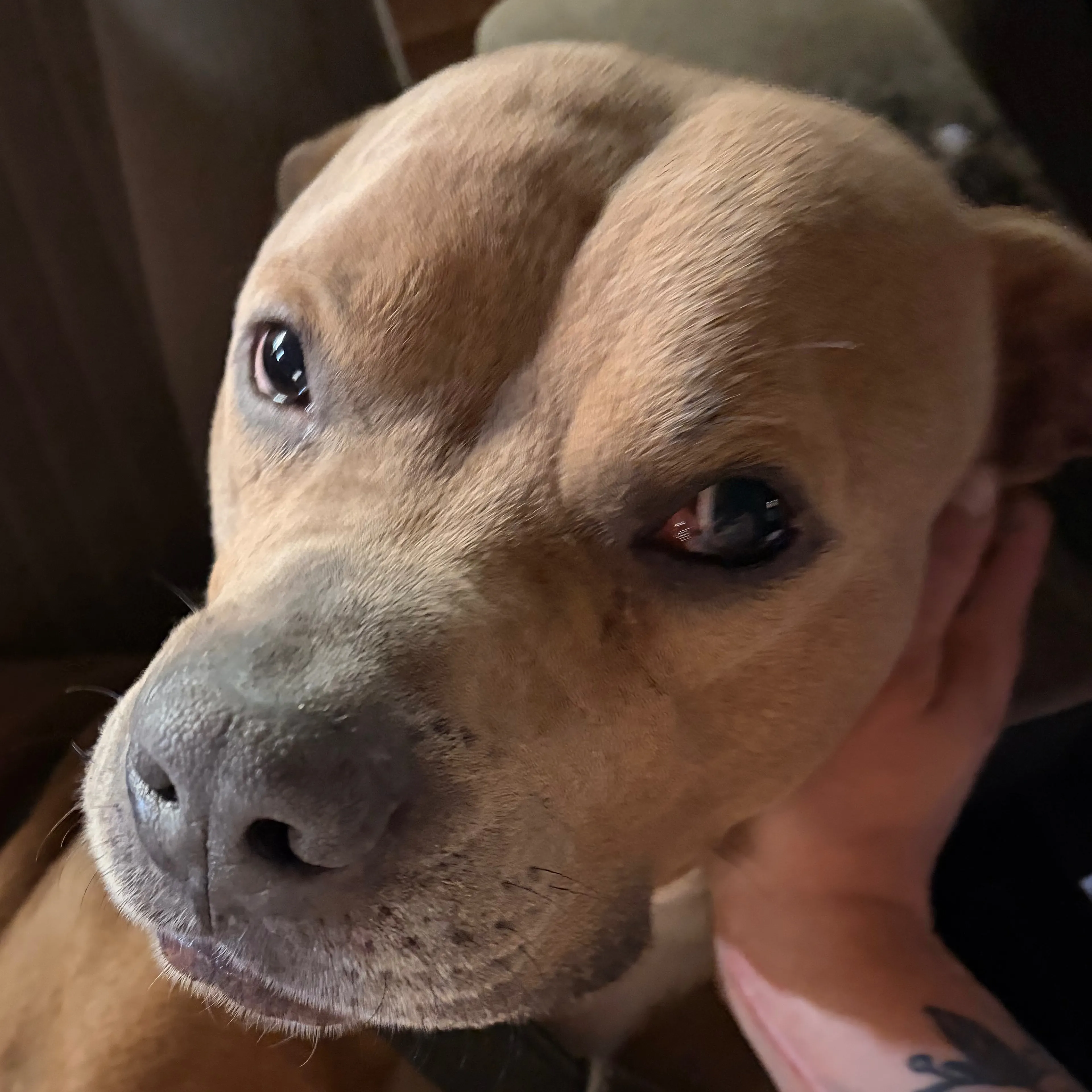 Found pet-1